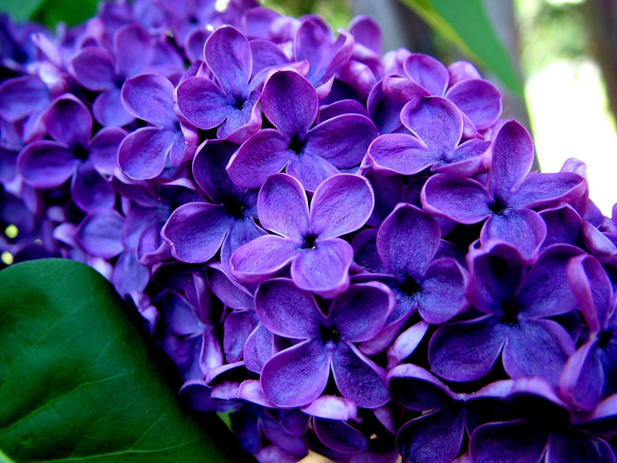 Фото недорогих фиолетовых цветов