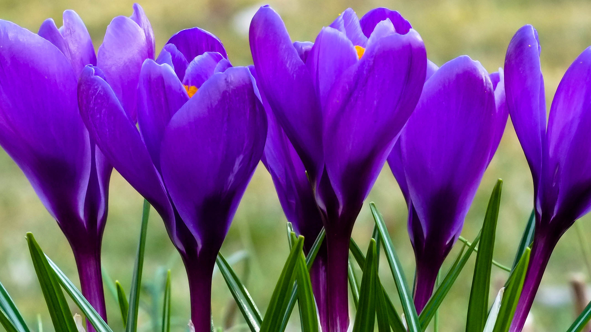 Фото красивых фиолетовых цветов