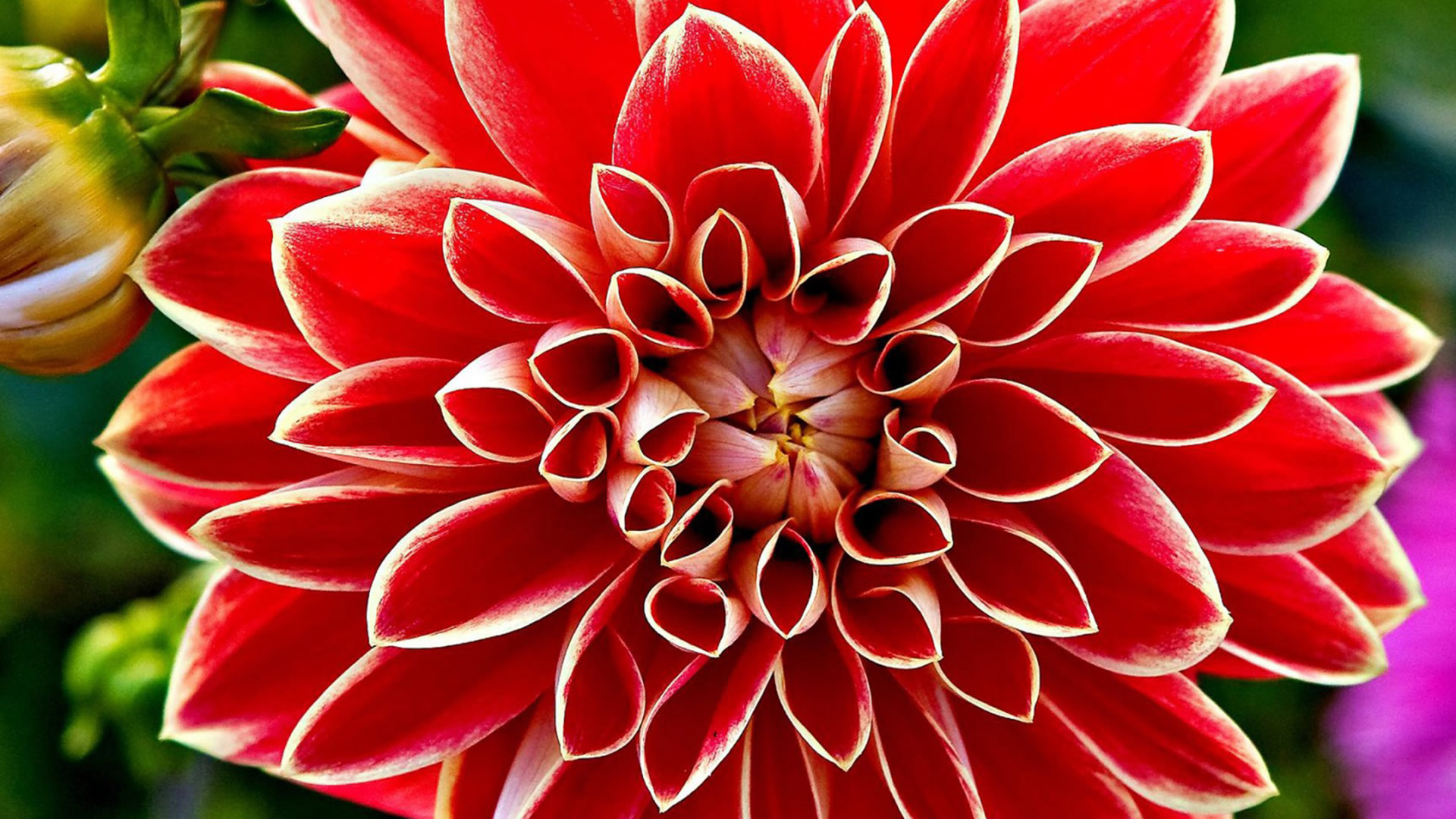 Фото красивого красного цветка