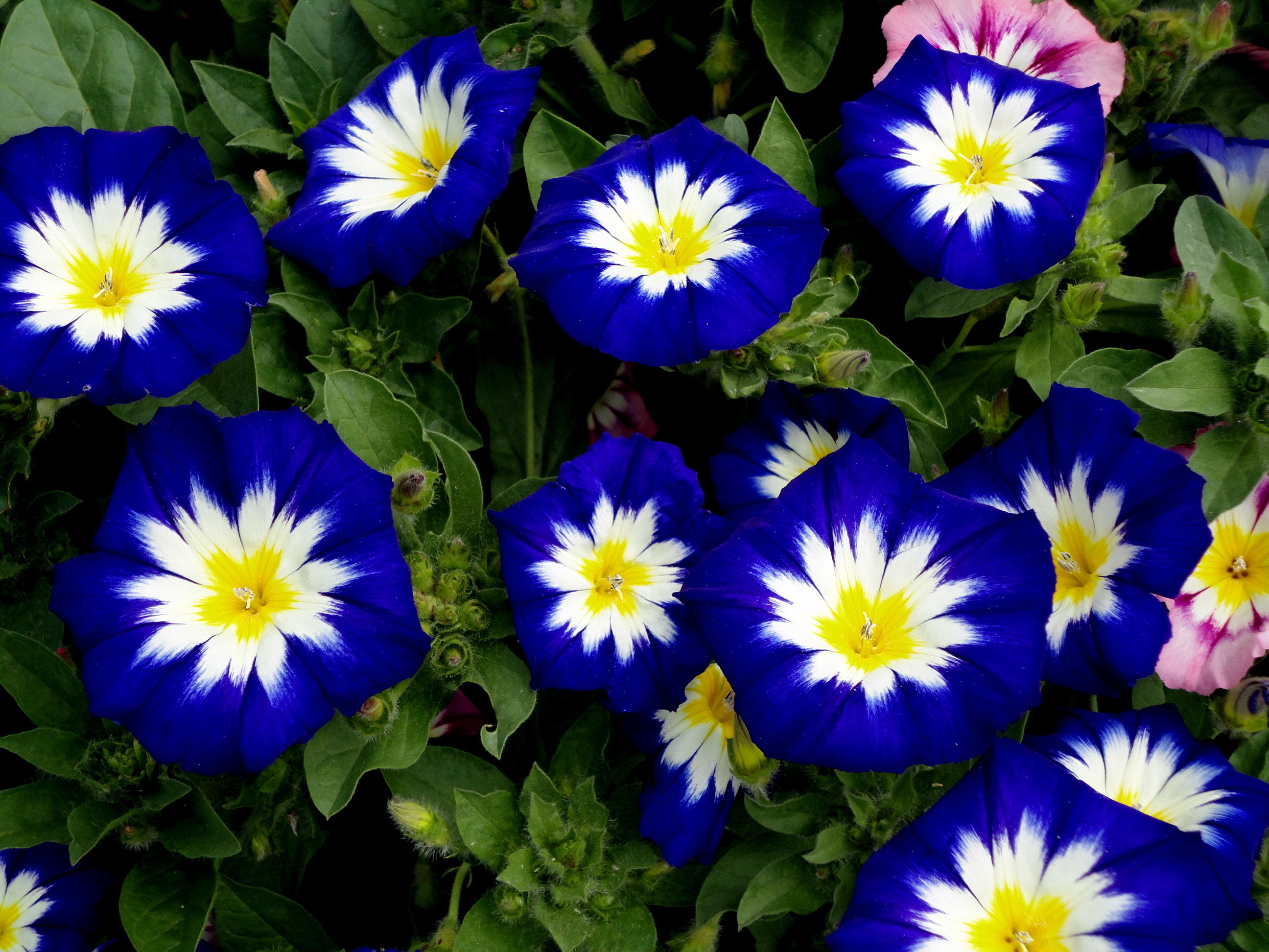 Фото недорогих синих цветов