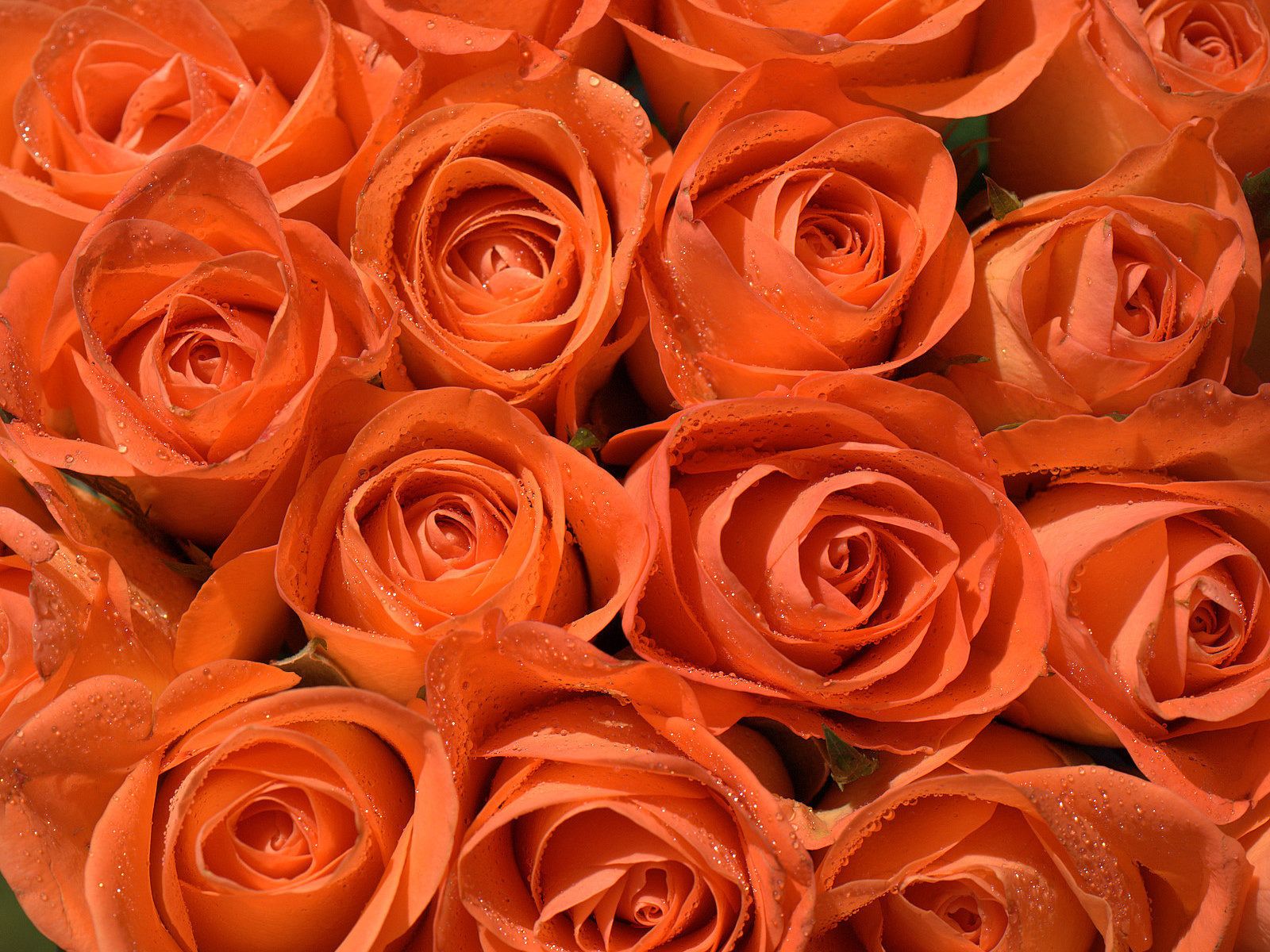 Фото персиковых роз