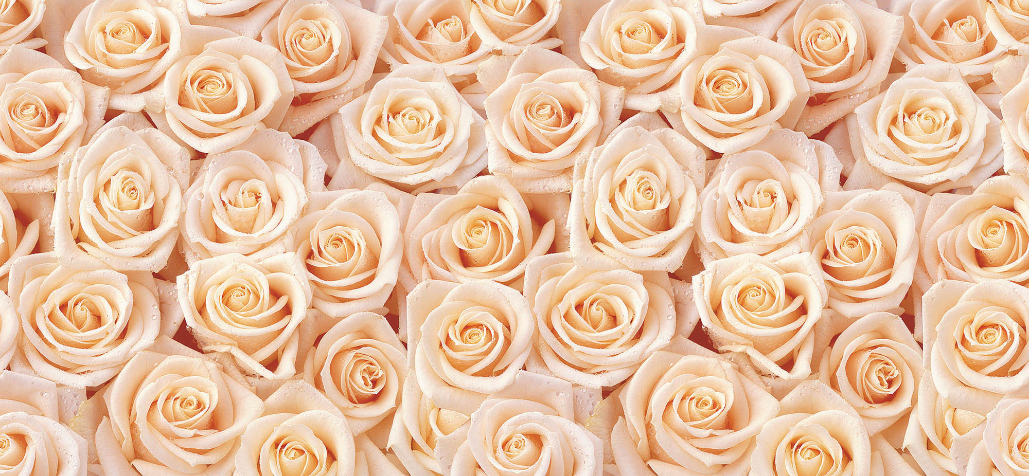 Фото большого количества персиковых роз