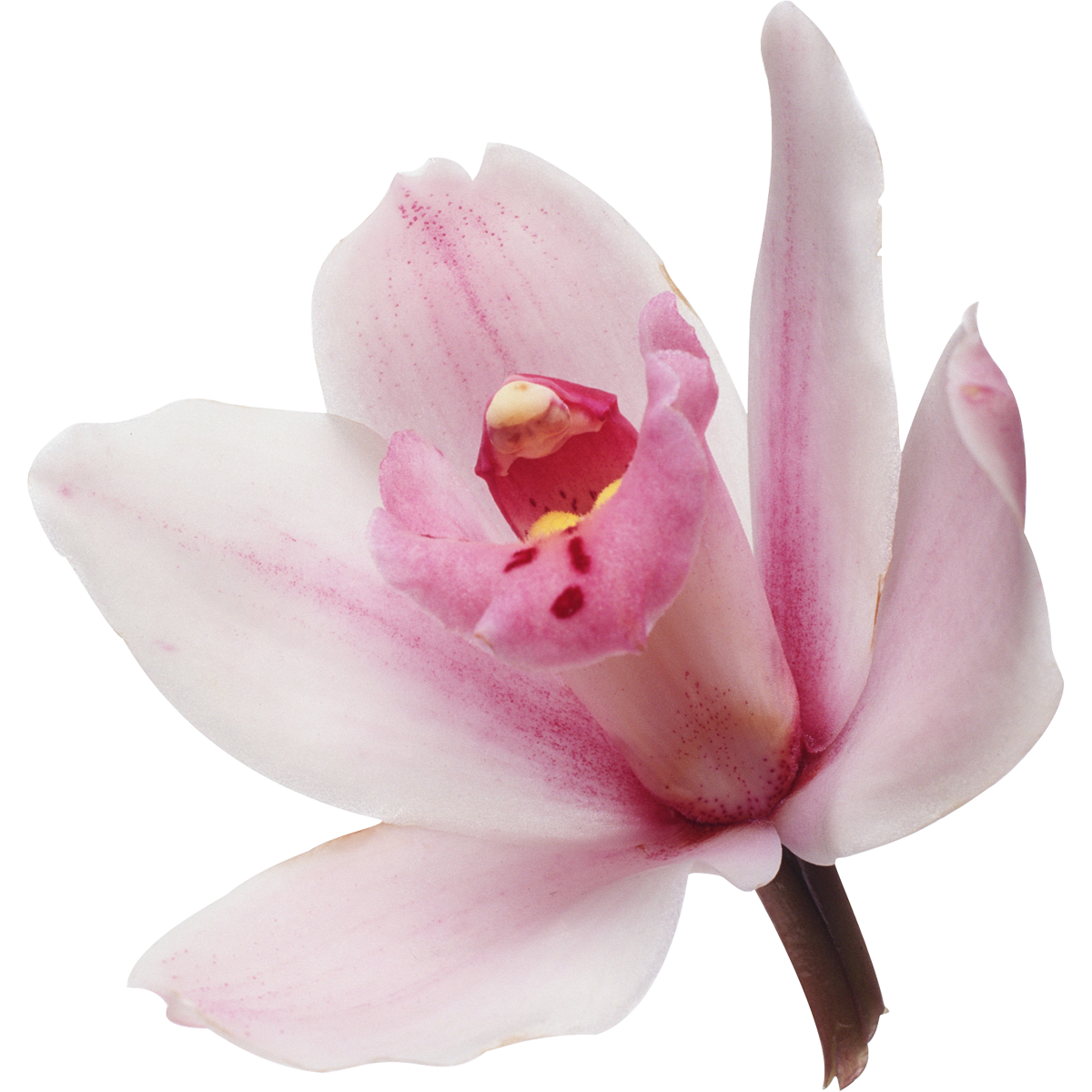 Орхидея цимбидиум (колокольчик)