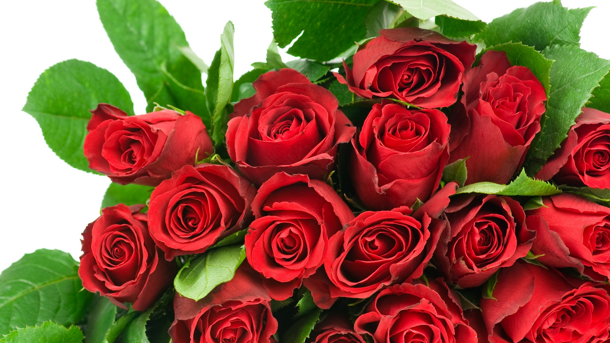 Картинка с прекрасными 11 розами