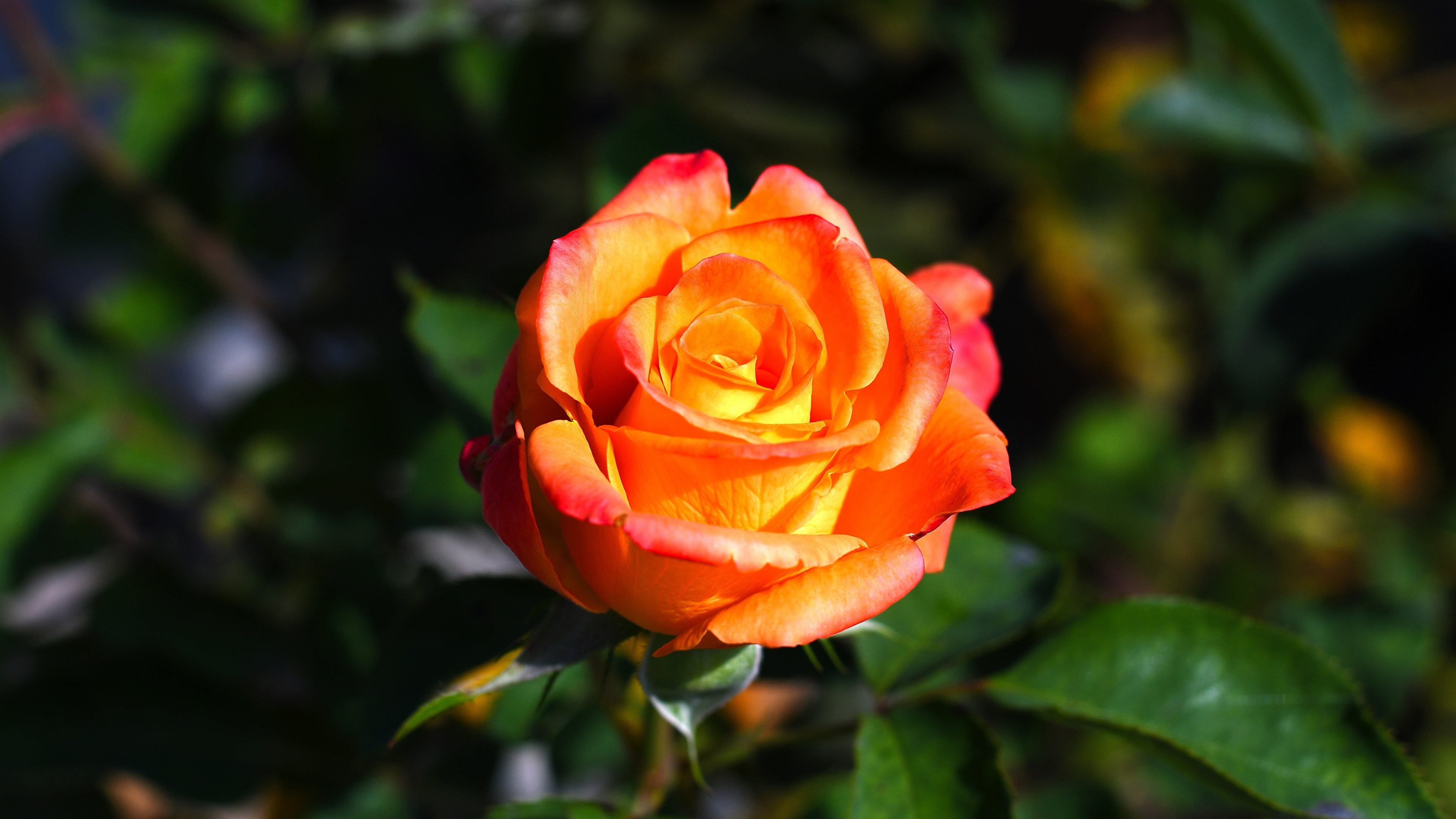 Фото красивой кустовой розы