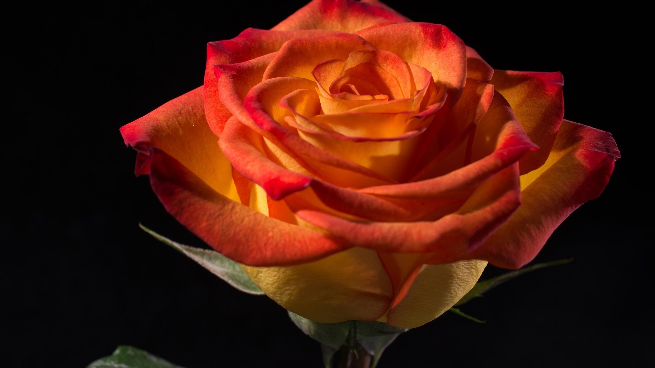 Фото с прекрасной розой для букета из 7 цветов