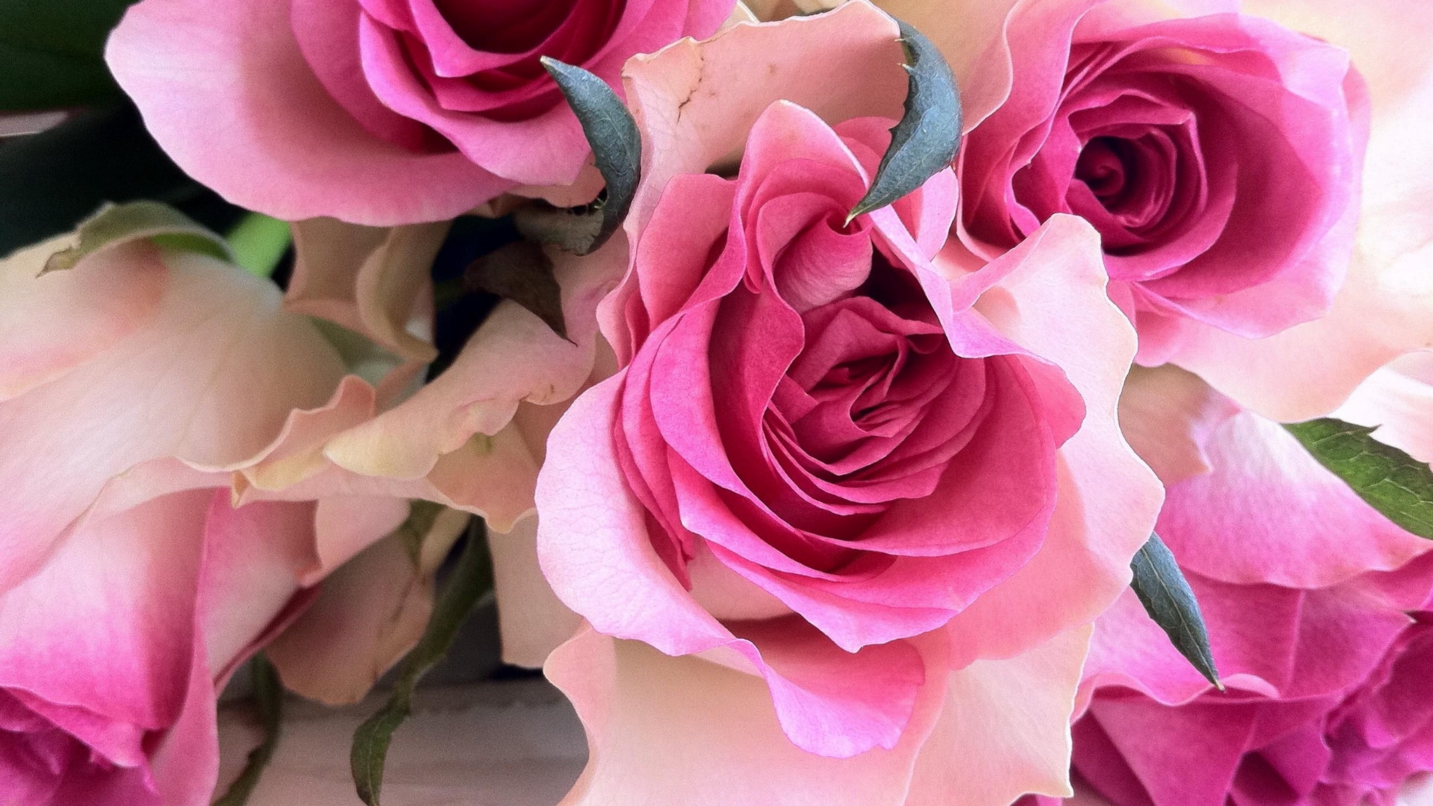 Фото 7 роз доставленных в СПБ