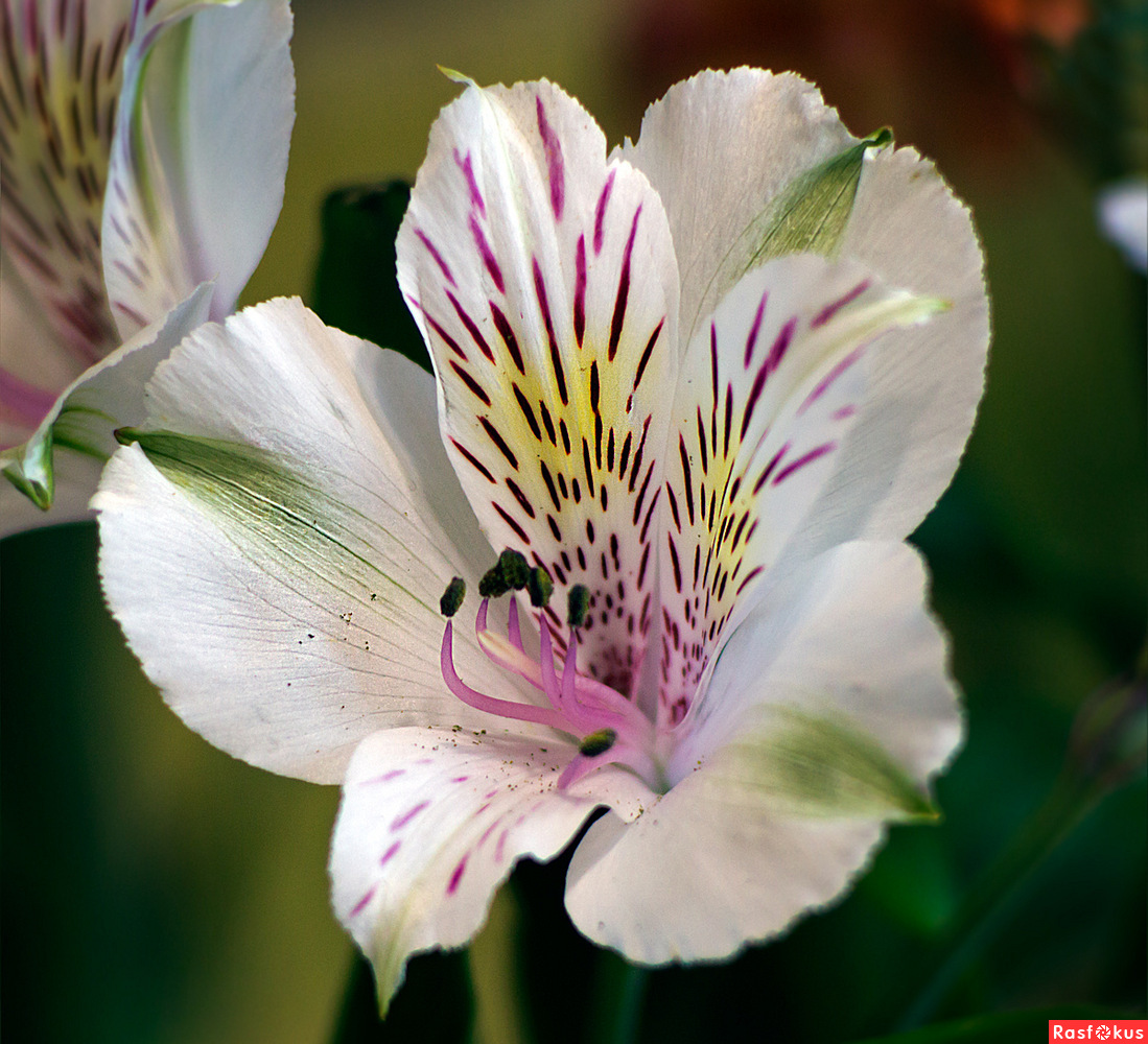 Фото одного цветка белой альстромерии