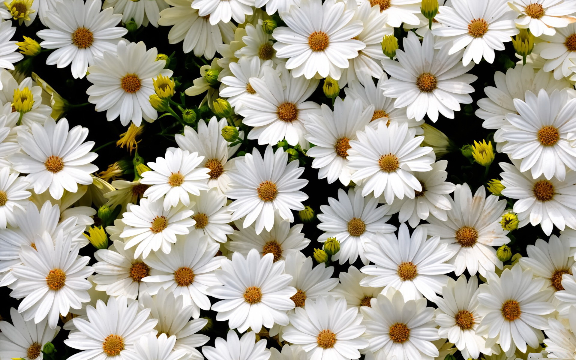 Фото белых цветов для девушки