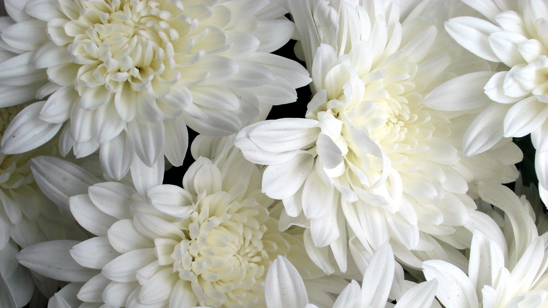 Фото красивых белых цветов