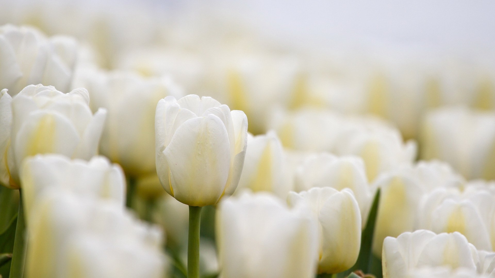 Фото белых цветов