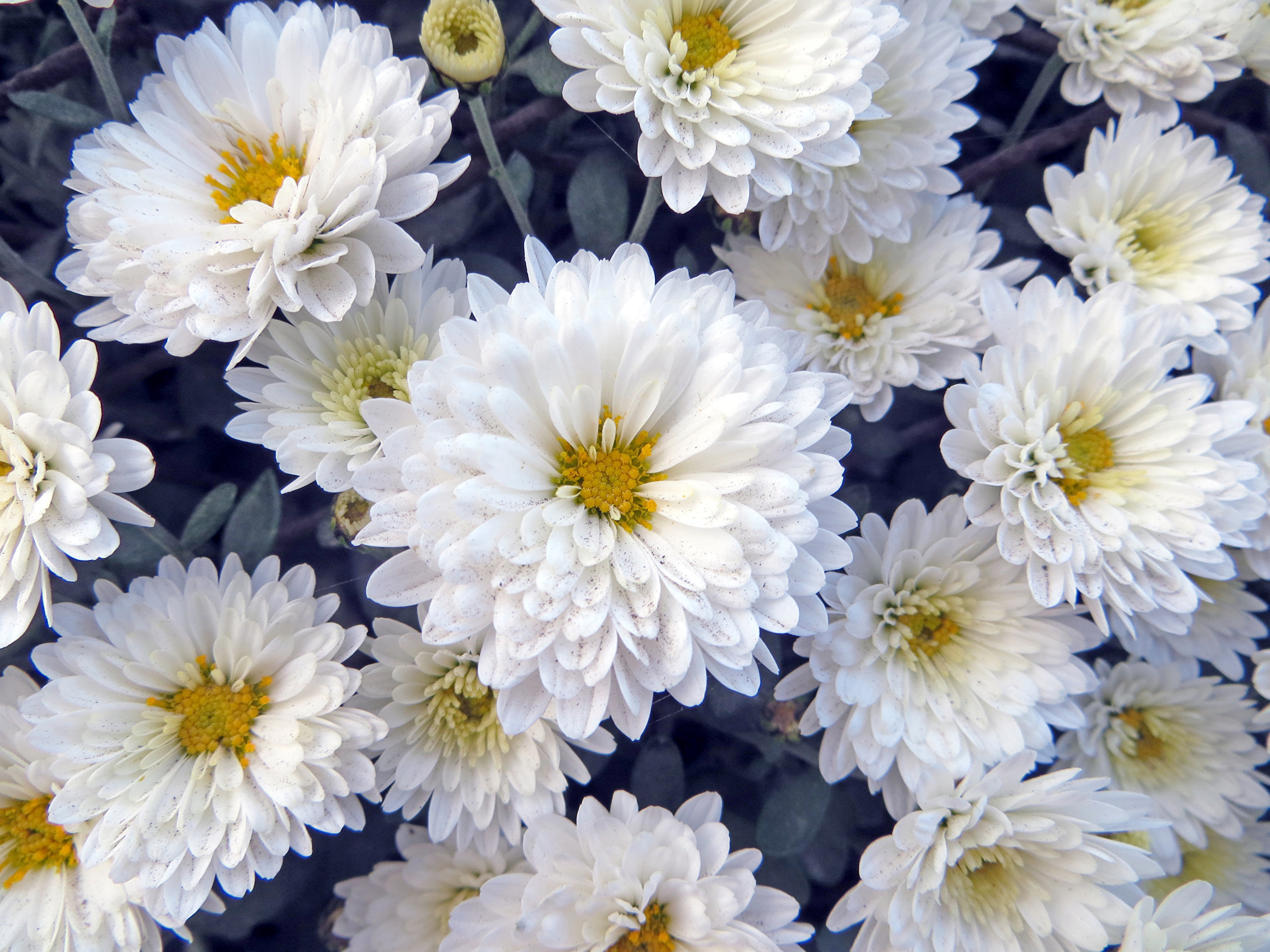 Фото белых хризантем