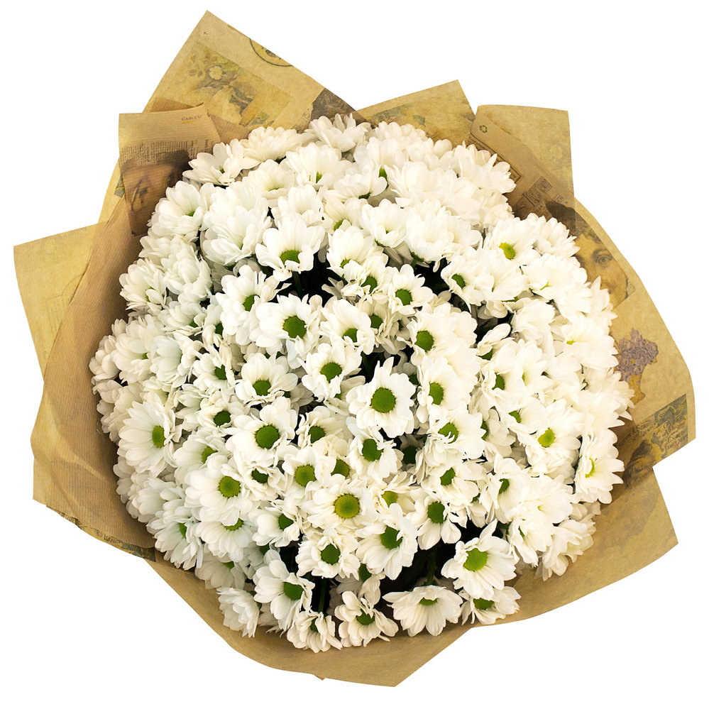 Фото недорогих белых хризантем