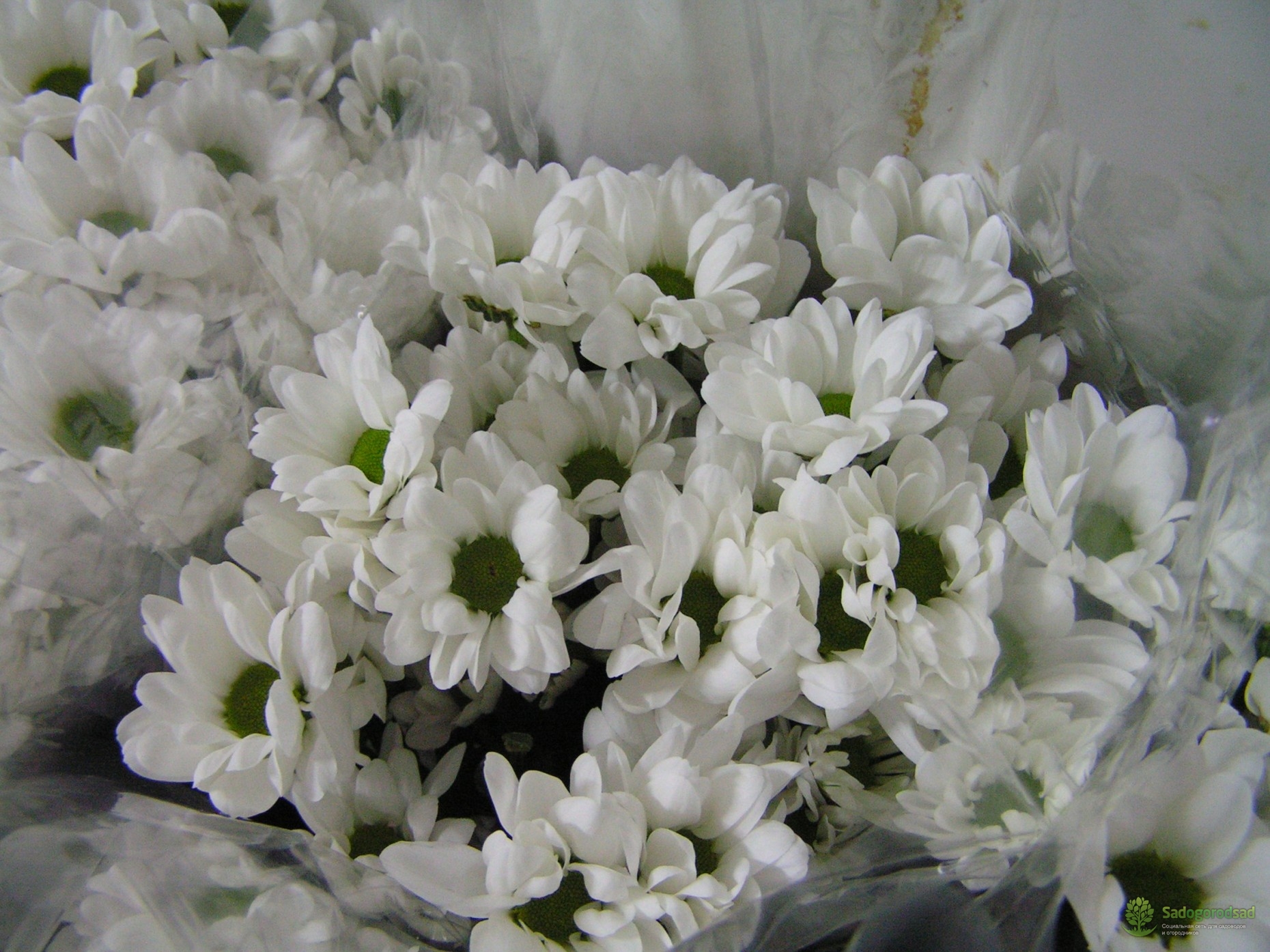 Фото красивых белых кустовых хризантем