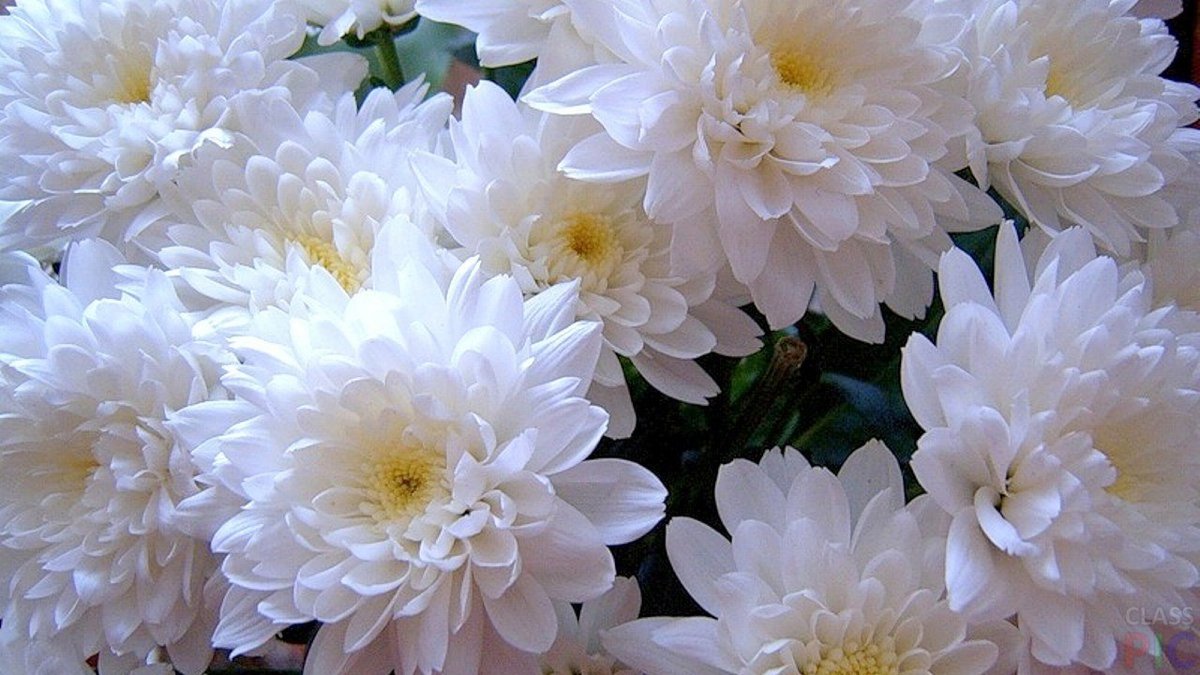 Фото купленных белых кустовых хризантем