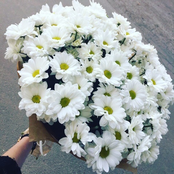 Фото белых кустовых хризантем