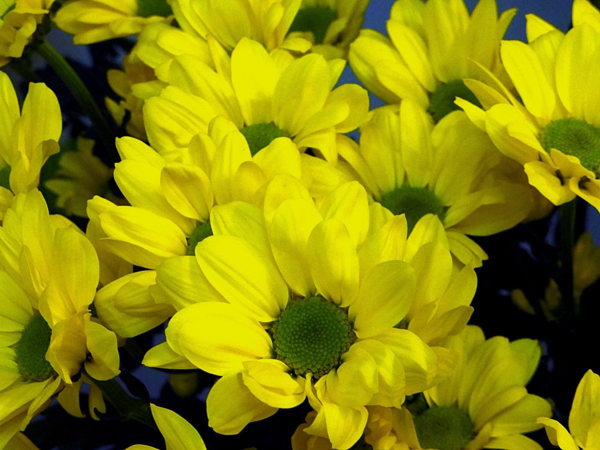 Фото купленных желтых хризантем