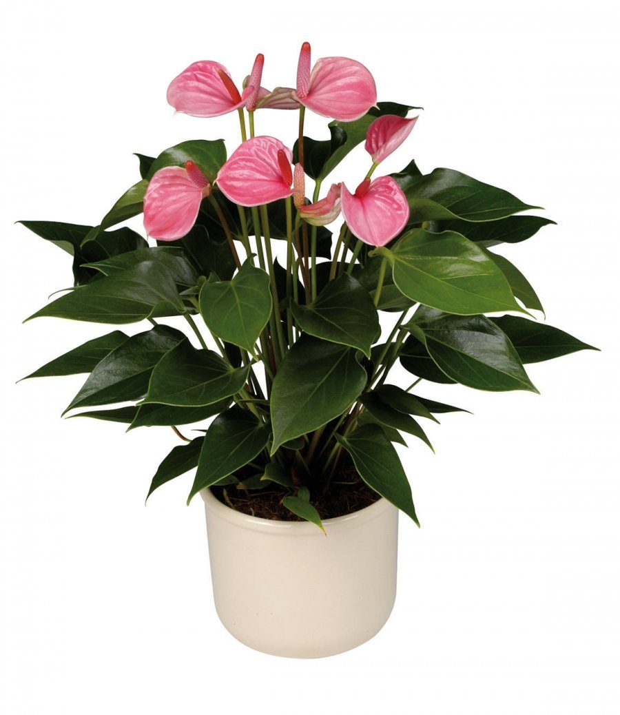 Фото неприхотливого растения с розовыми цветами