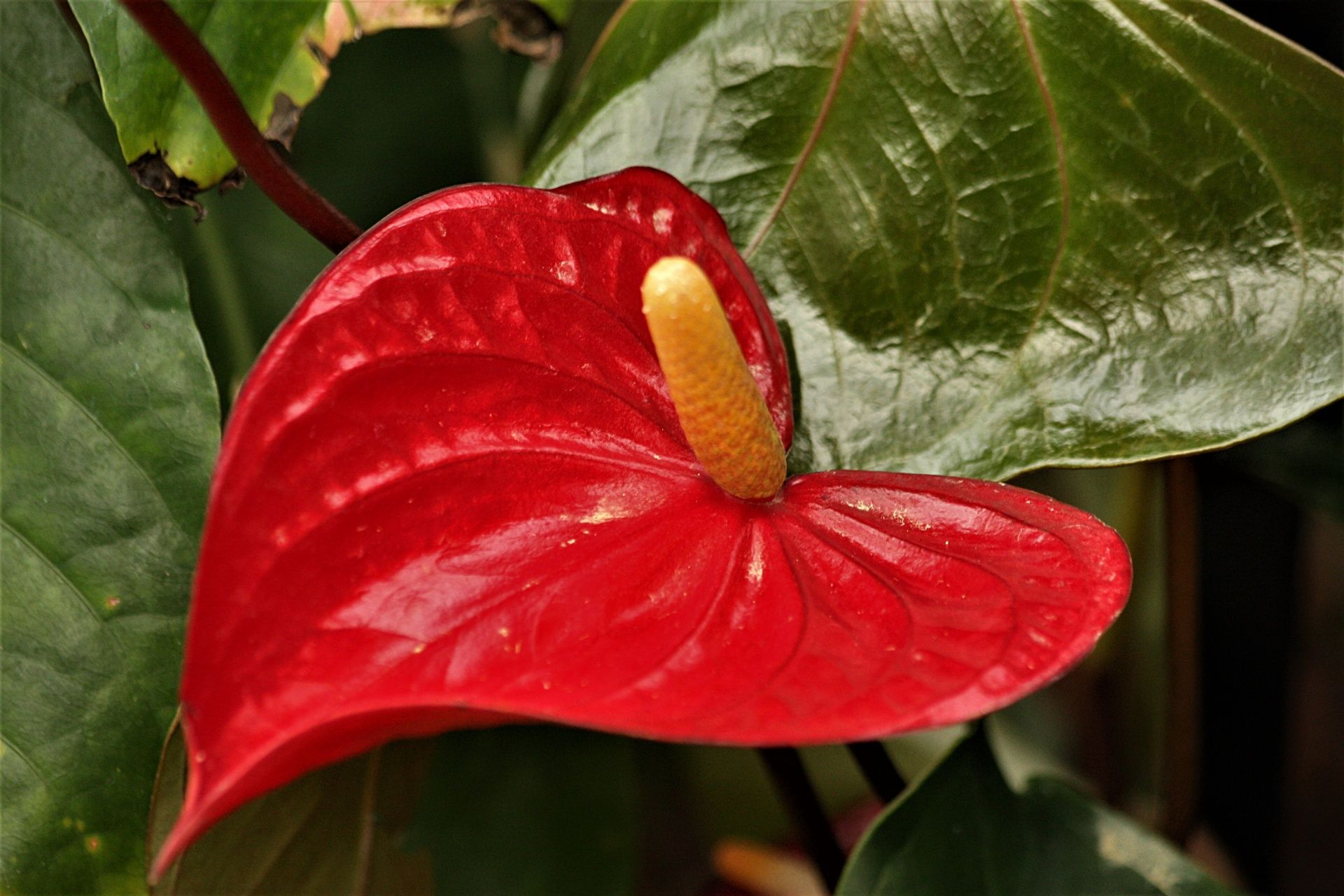 Фото лепестка цветка красного цвета