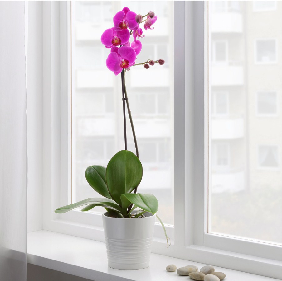 Фото орхидеи в стильном белом горшке