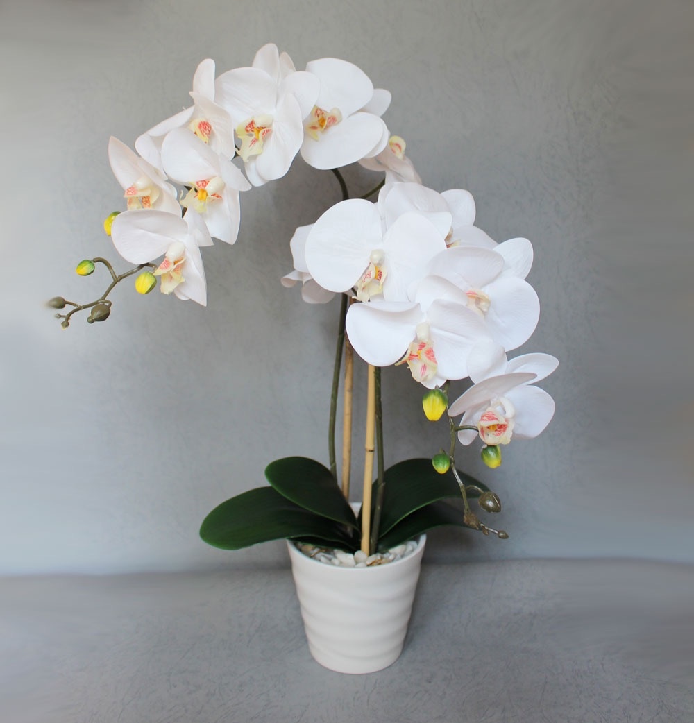 Фото нежной белой орхидеи в подарок невесте на свадьбу