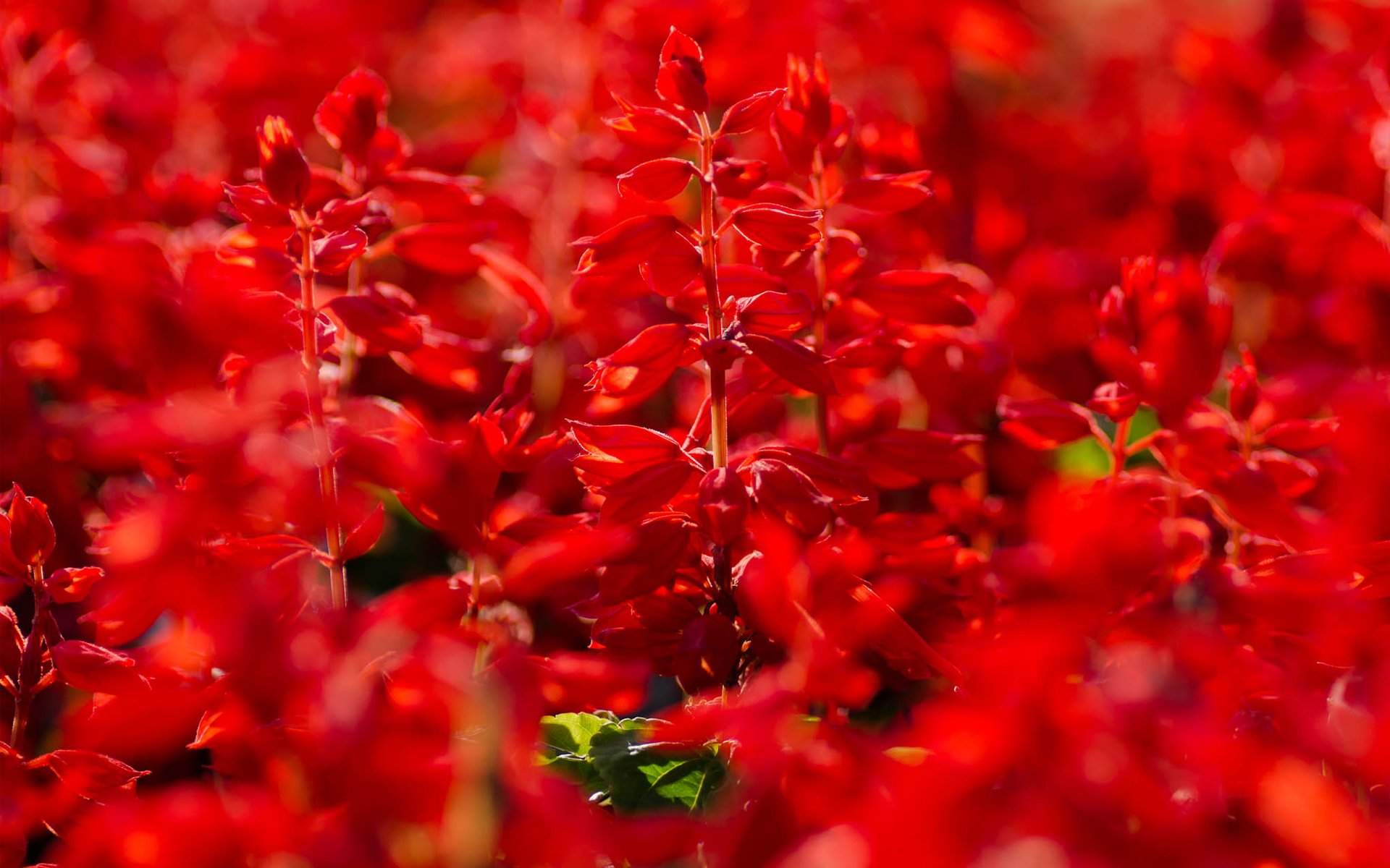 Фото красных цветов
