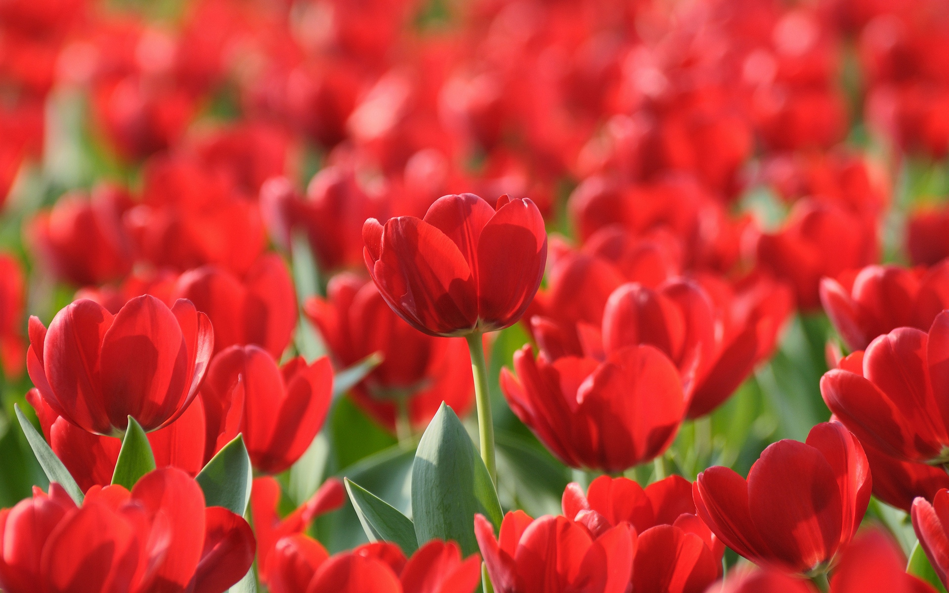 Фото красивых красных цветов - тюльпаны