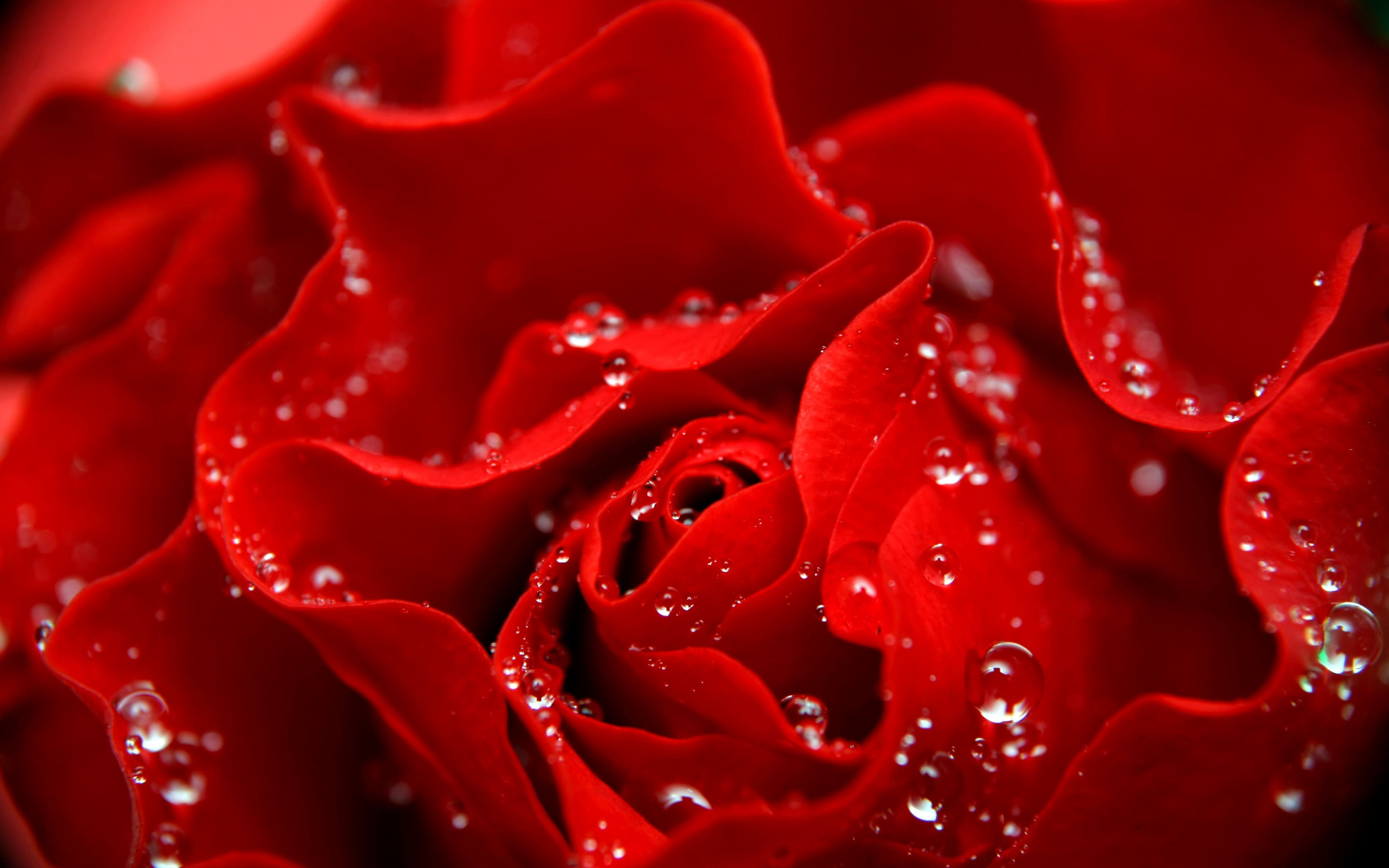 Фото красных цветов - роза