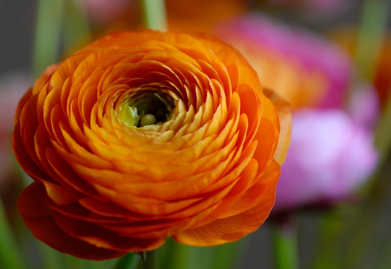Фото оранжевых цветов для букета