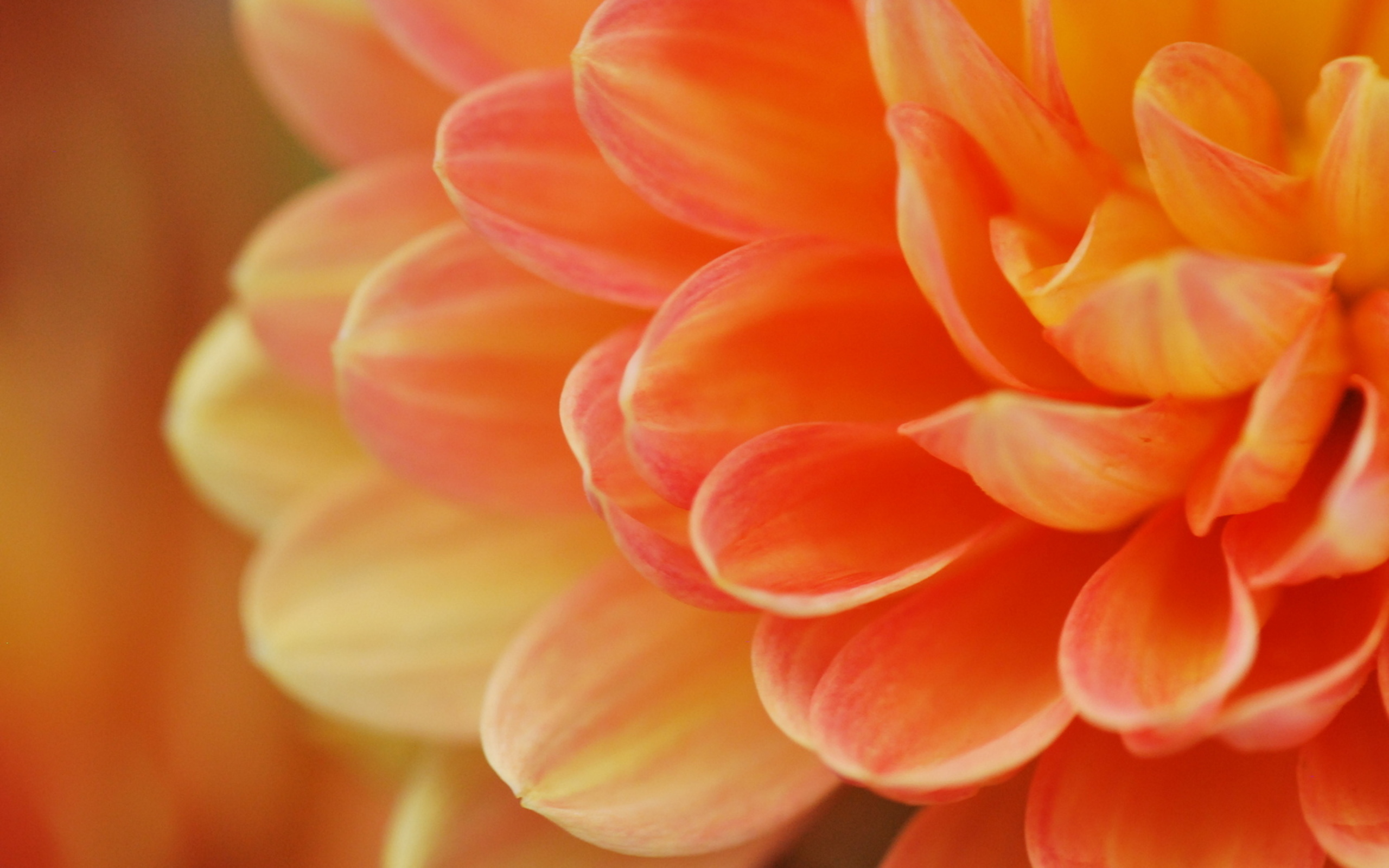 Фото купленных оранжевых цветов