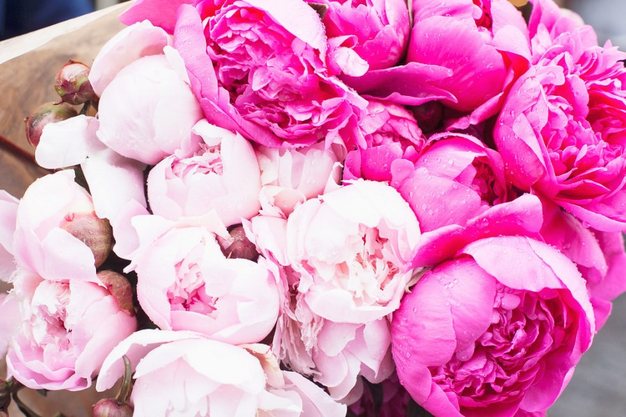 Фото ярко и нежно-розовых пионов на заказ
