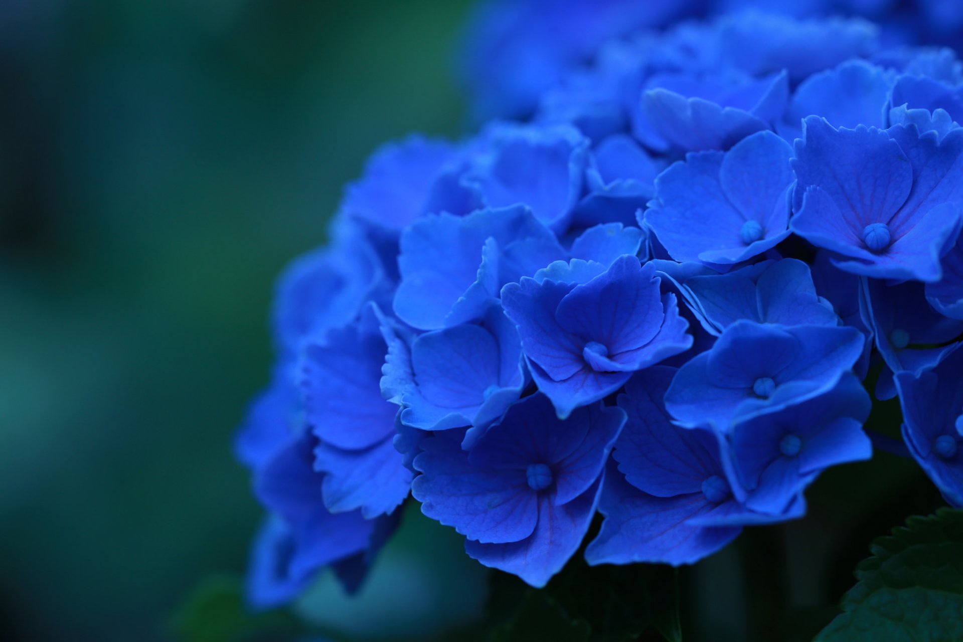Фото синих цветов для мужчины