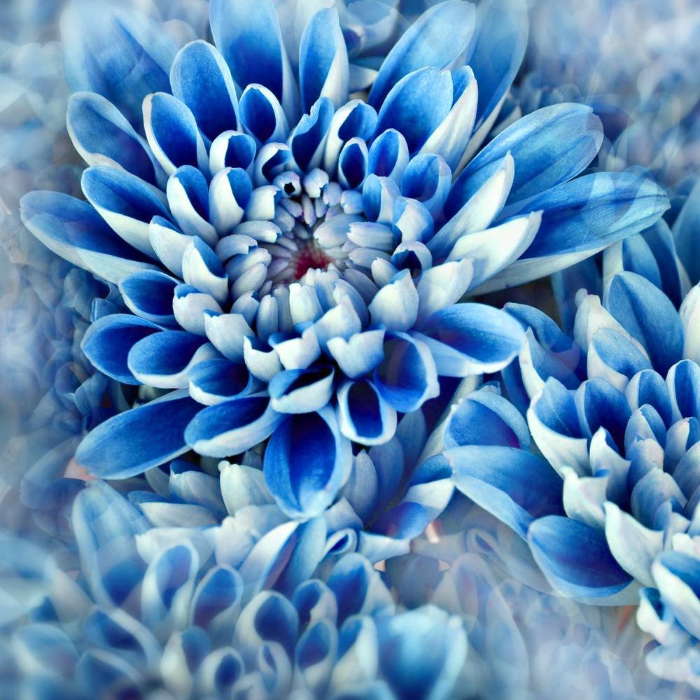 Фото синих цветов для свадебного букета