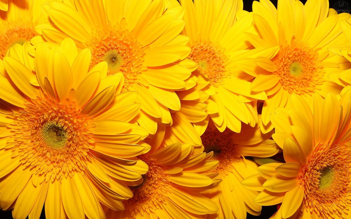 Фото желтых цветов