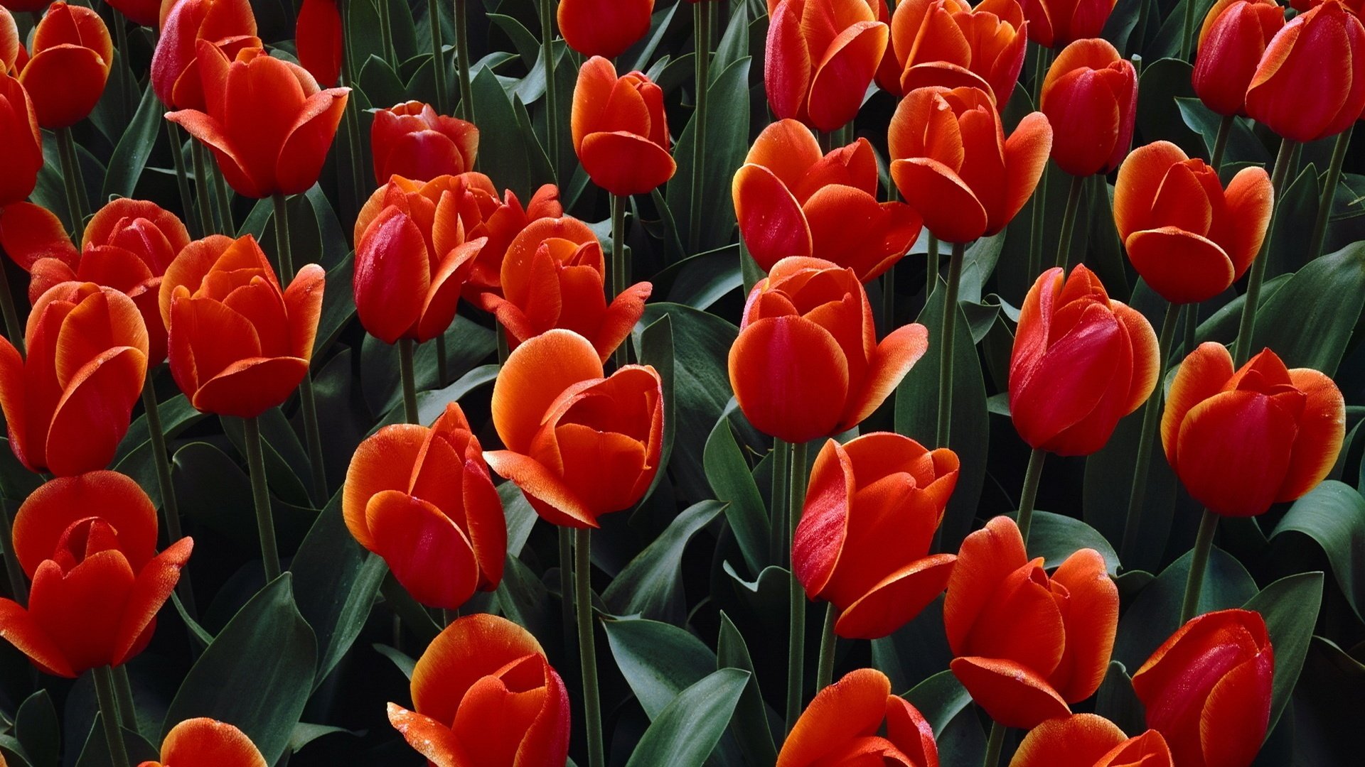 Фото красных тюльпанов
