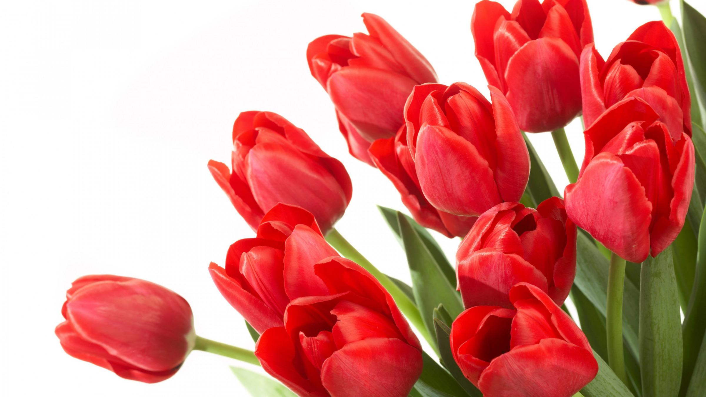 Фото красных тюльпанов - символа любви