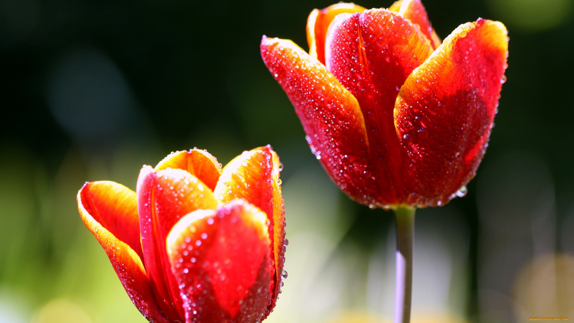 Фото красивого сорта красных тюльпанов