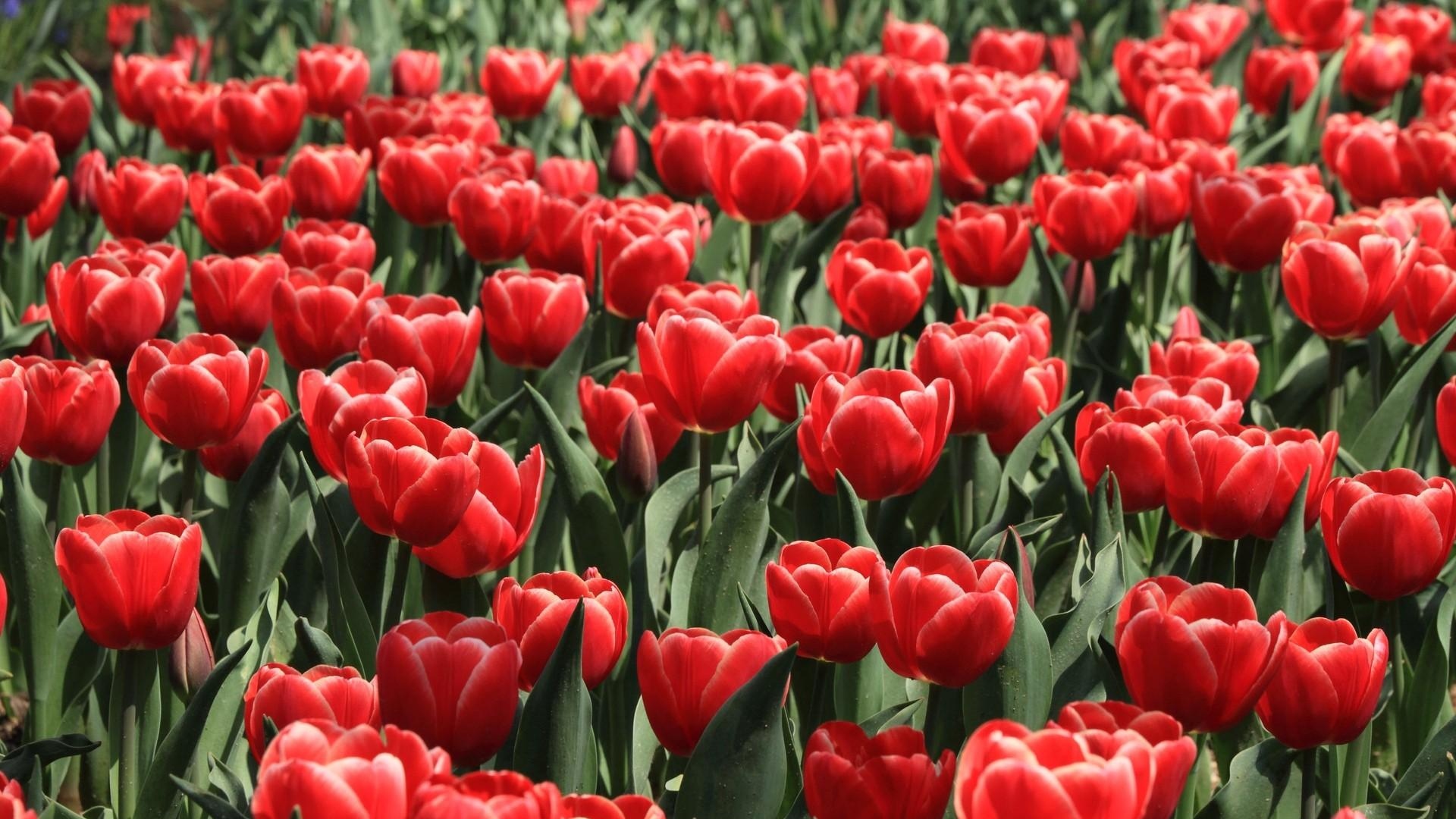 Фото красивого поля с красными тюльпанами