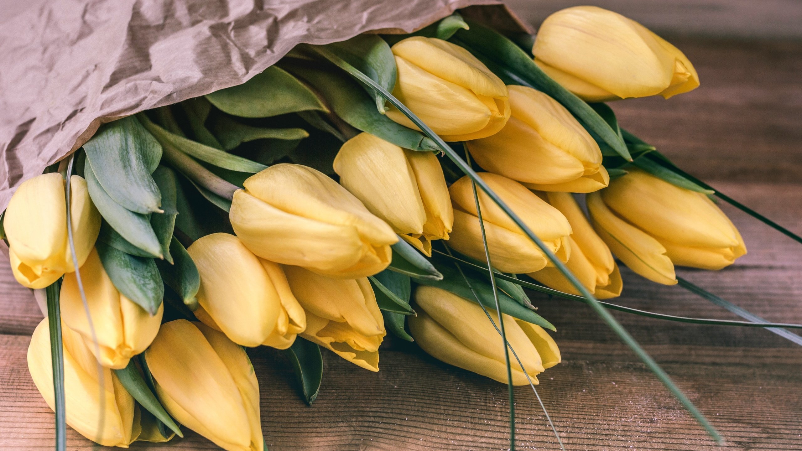 Фото купленных желтых тюльпанов