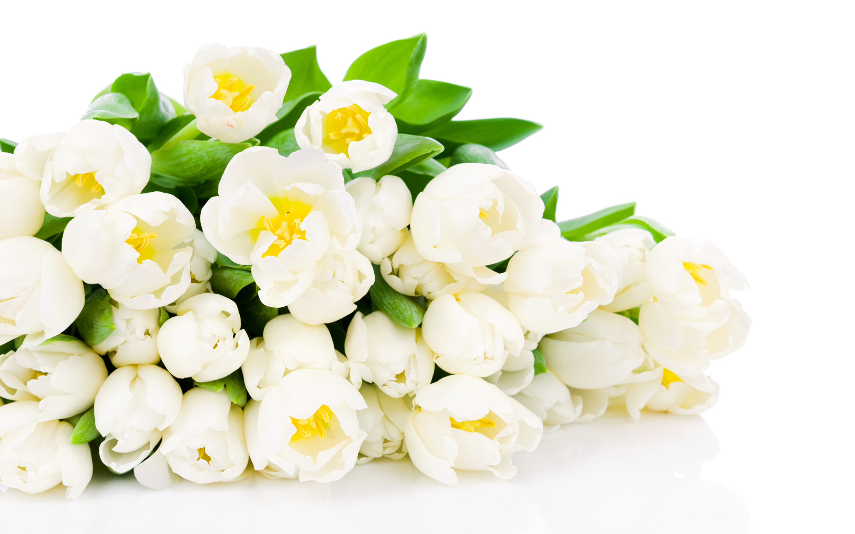 Фото белых тюльпанов