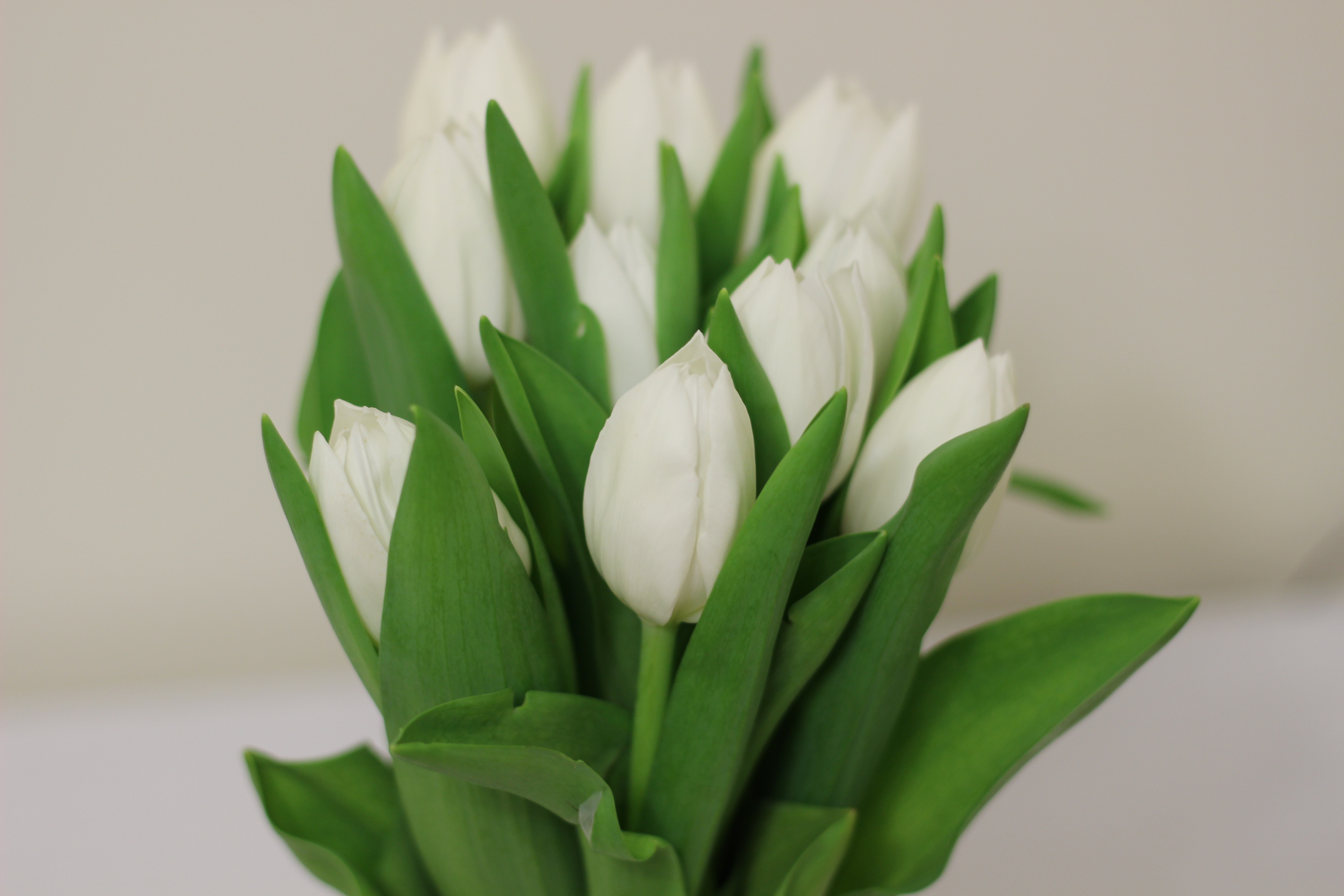 Фото купленных белых тюльпанов