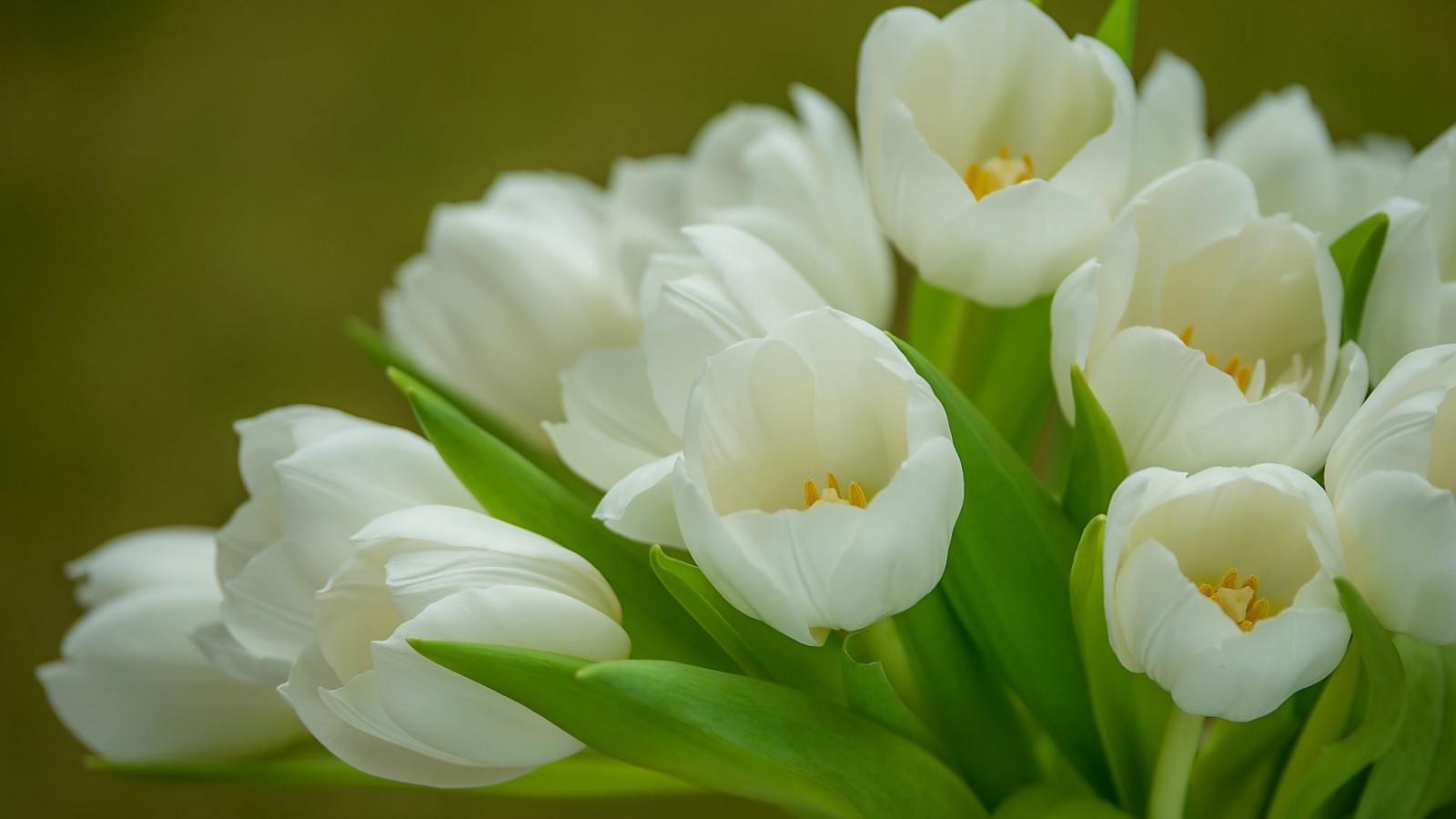 Фото моно букета из белых тюльпанов
