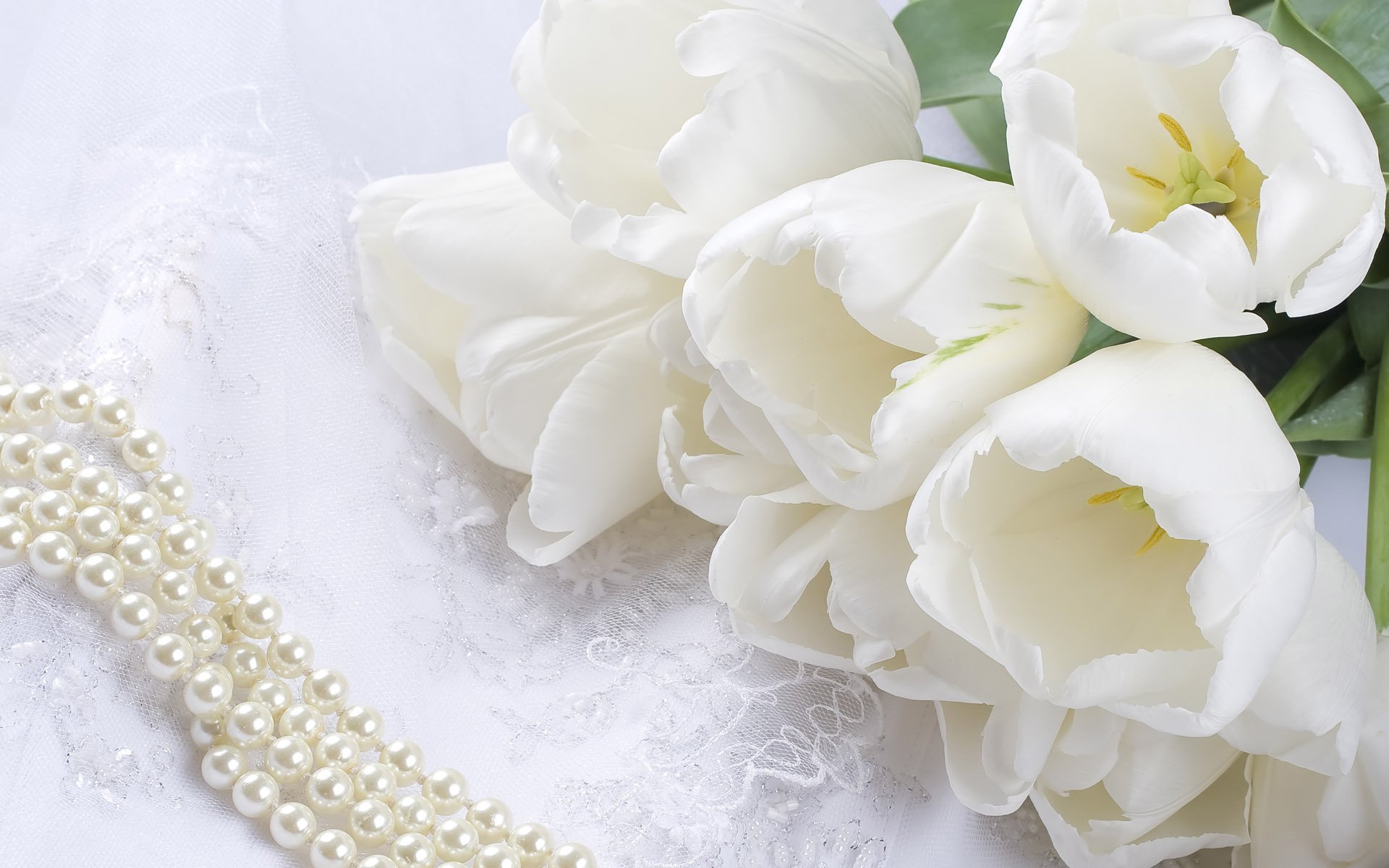 Фото белых тюльпанов для невесты