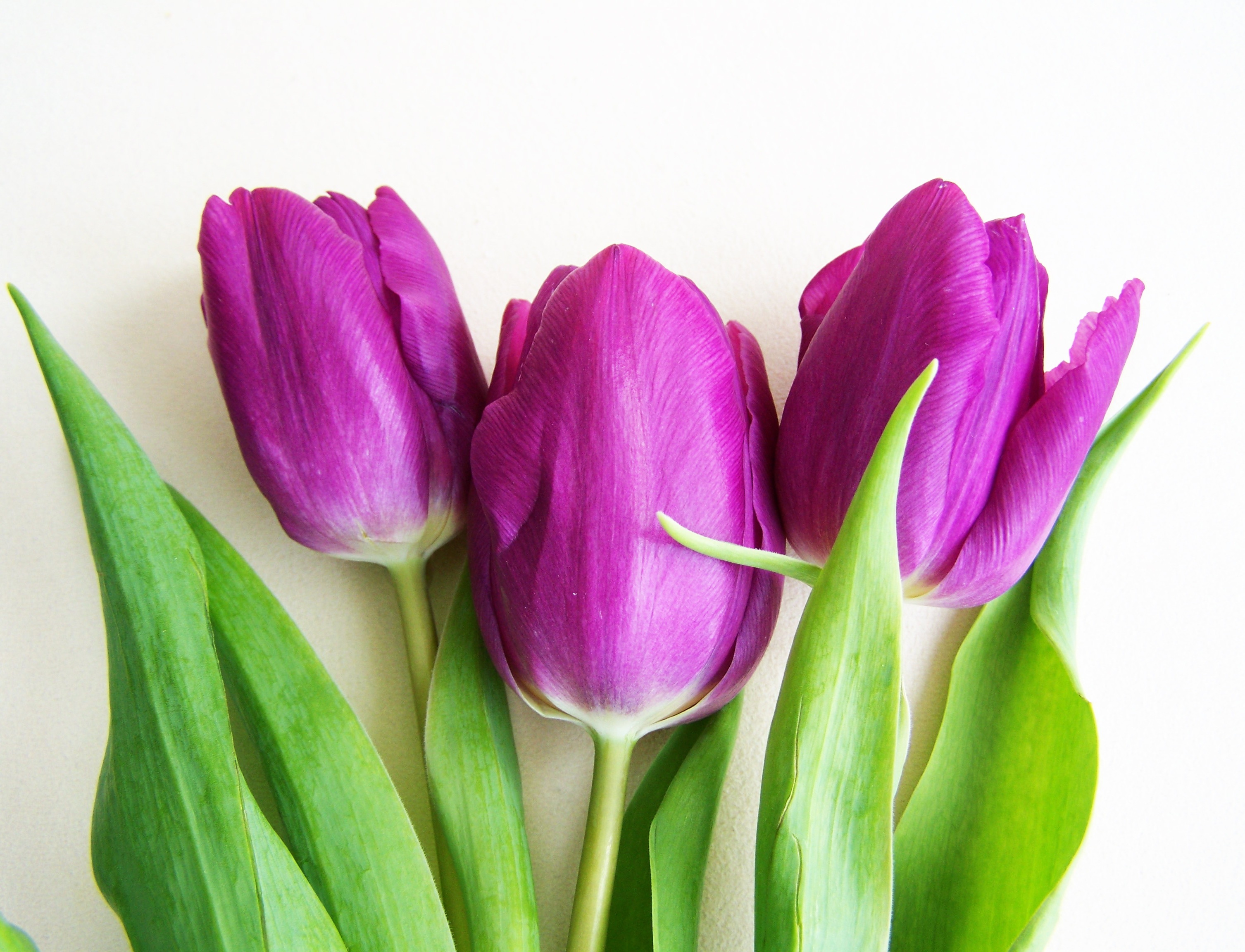 Фото фиолетовых тюльпанов