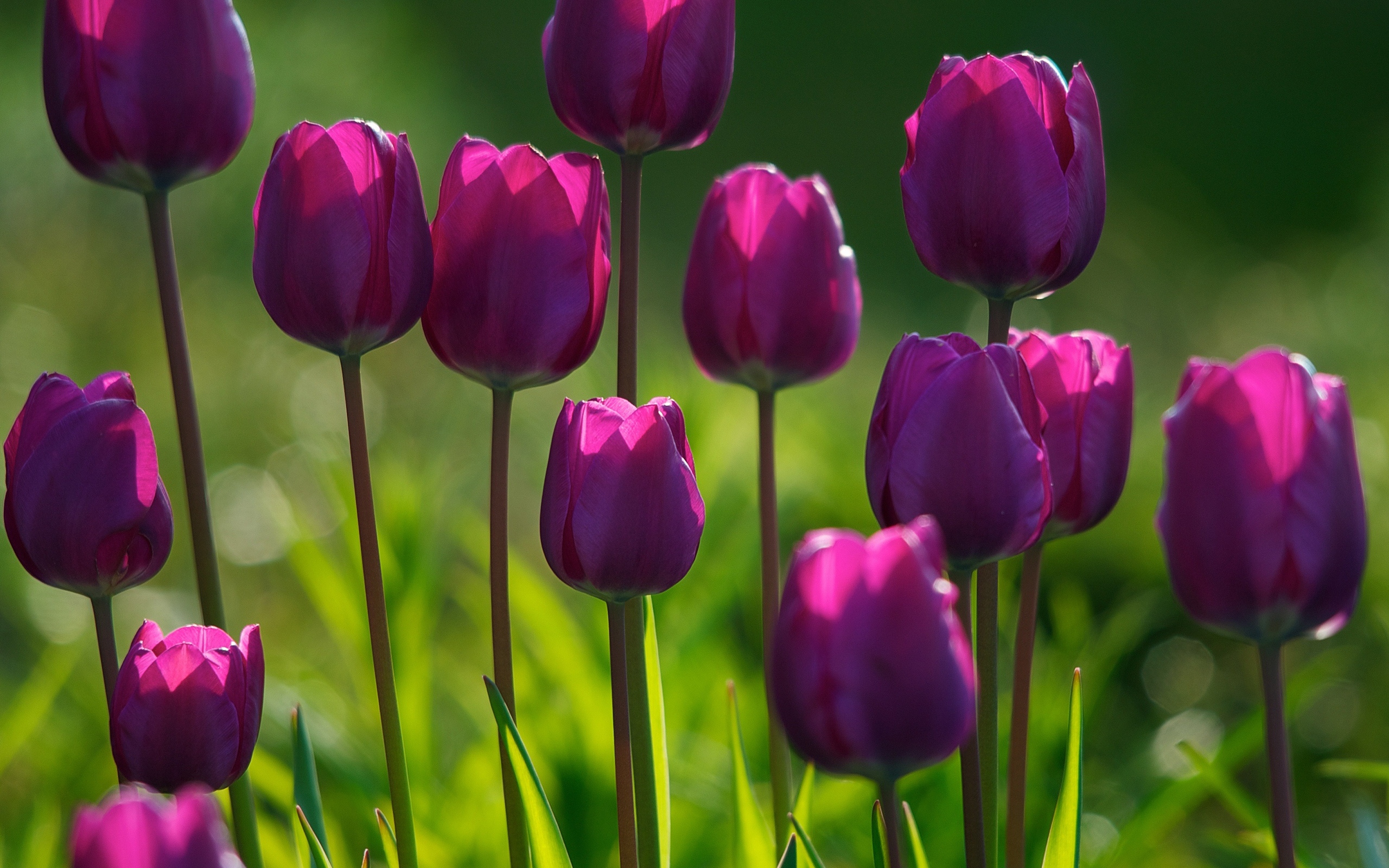 Фото фиолетовых тюльпанов для невесты