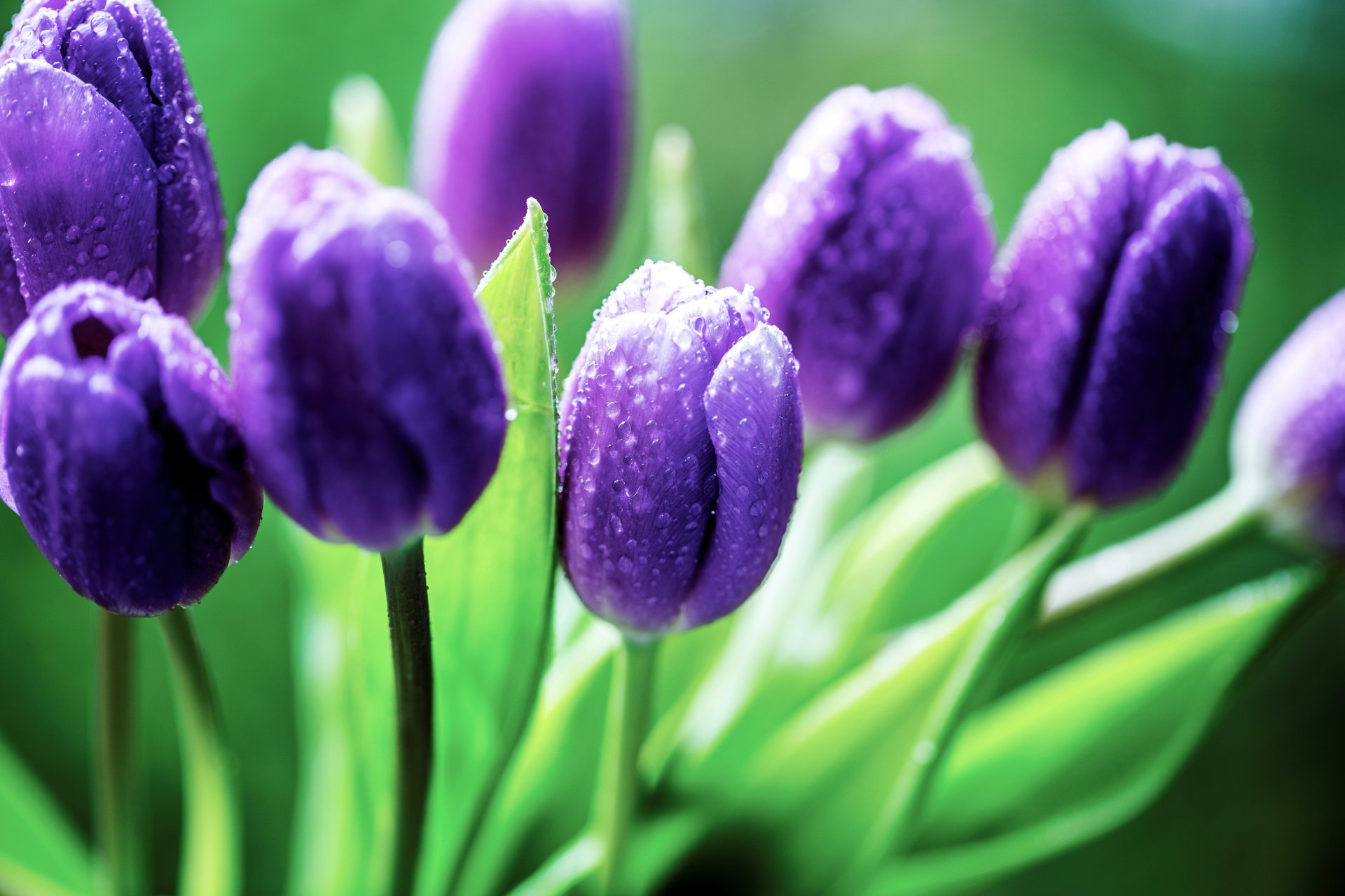 Фото фиолетовых тюльпанов в природе