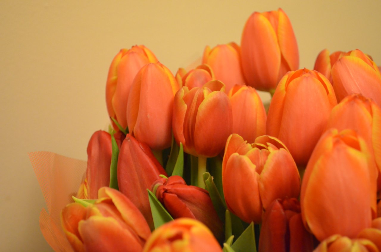 Фото оранжевых тюльпанов