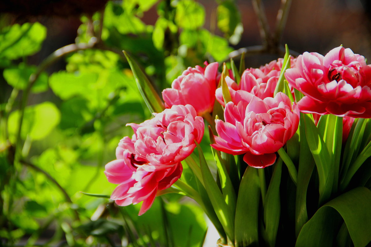 Фото купленных пионовидных тюльпанов