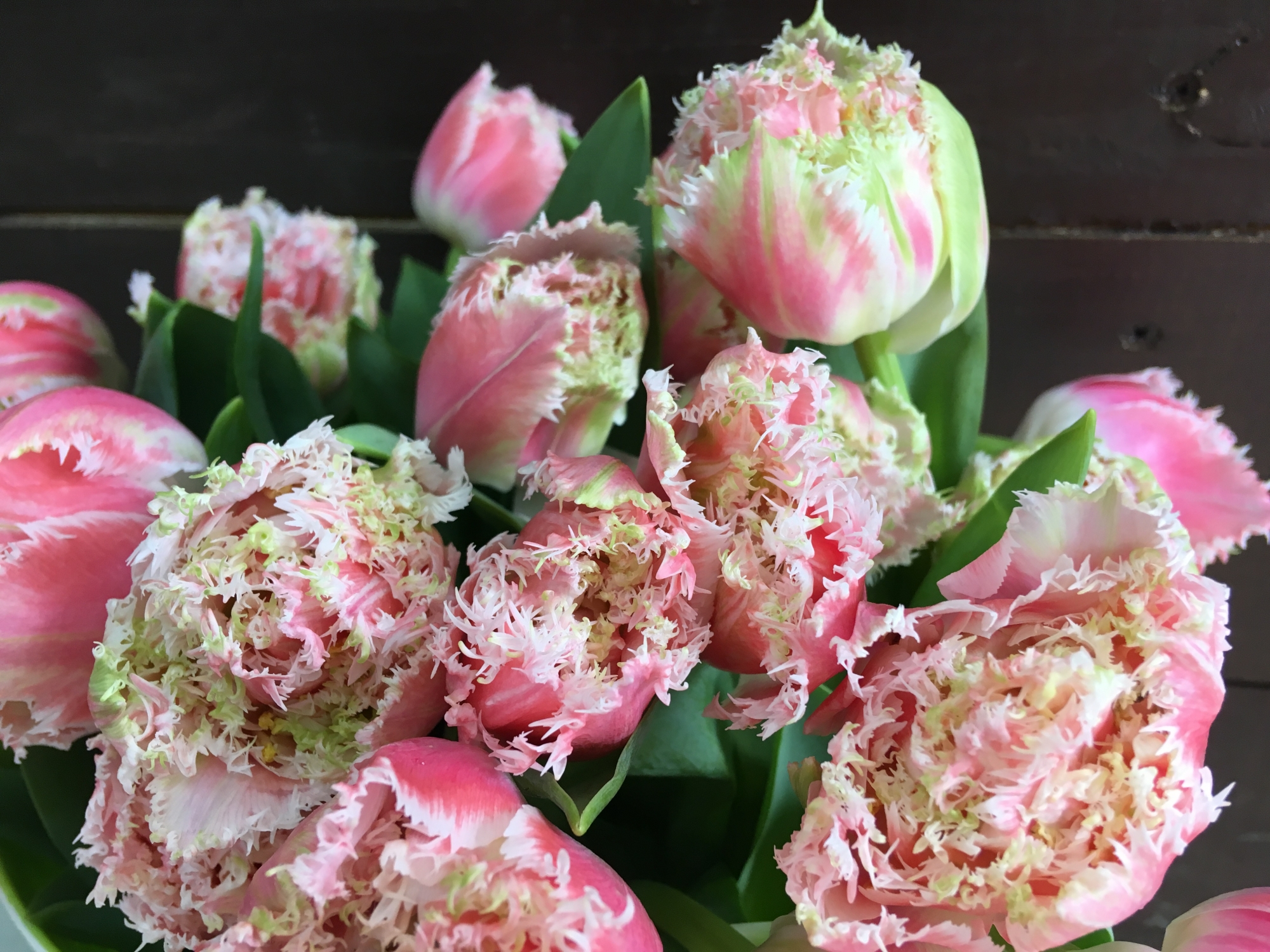 Фото бахромчатых тюльпанов