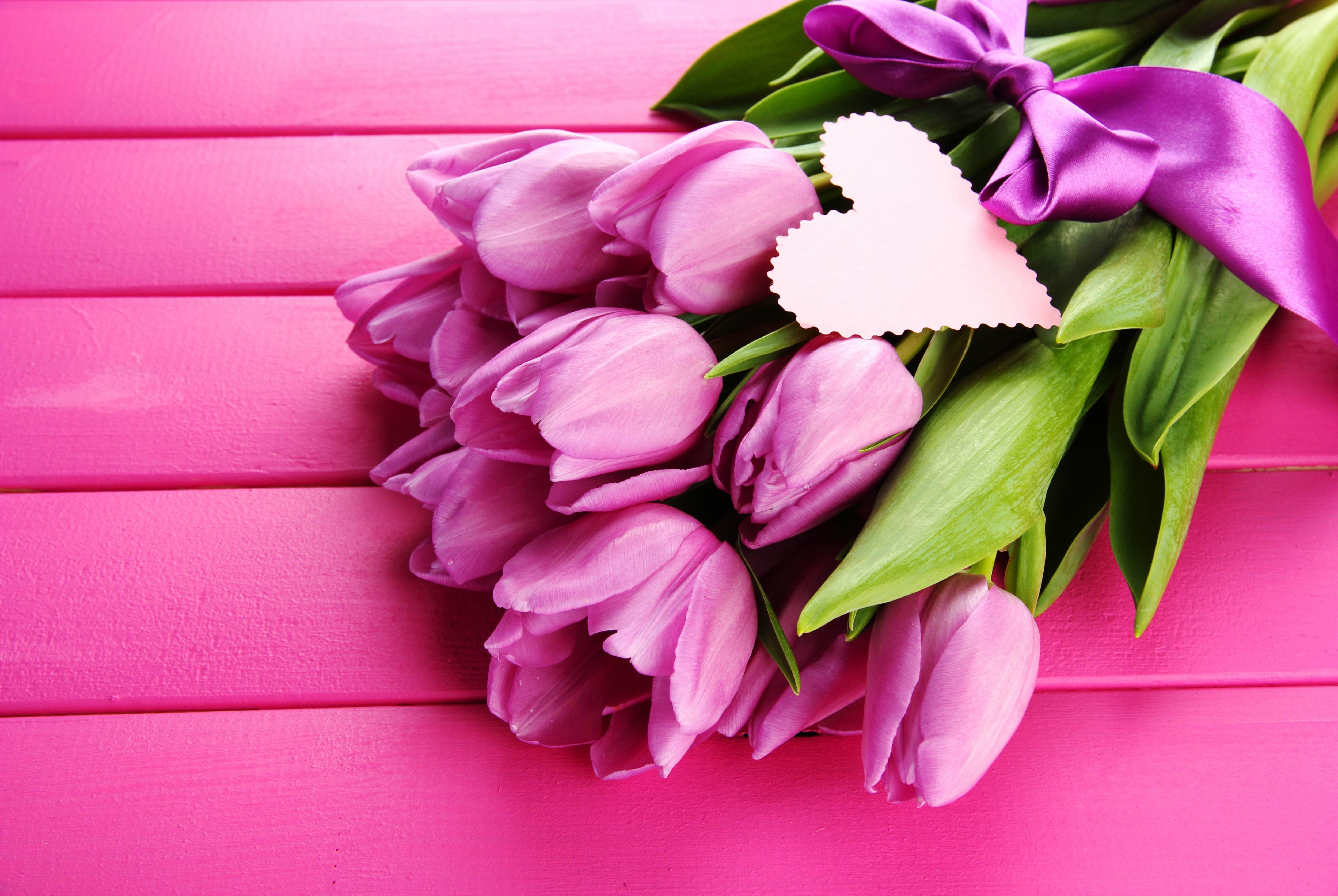 Фото розовых тюльпанов